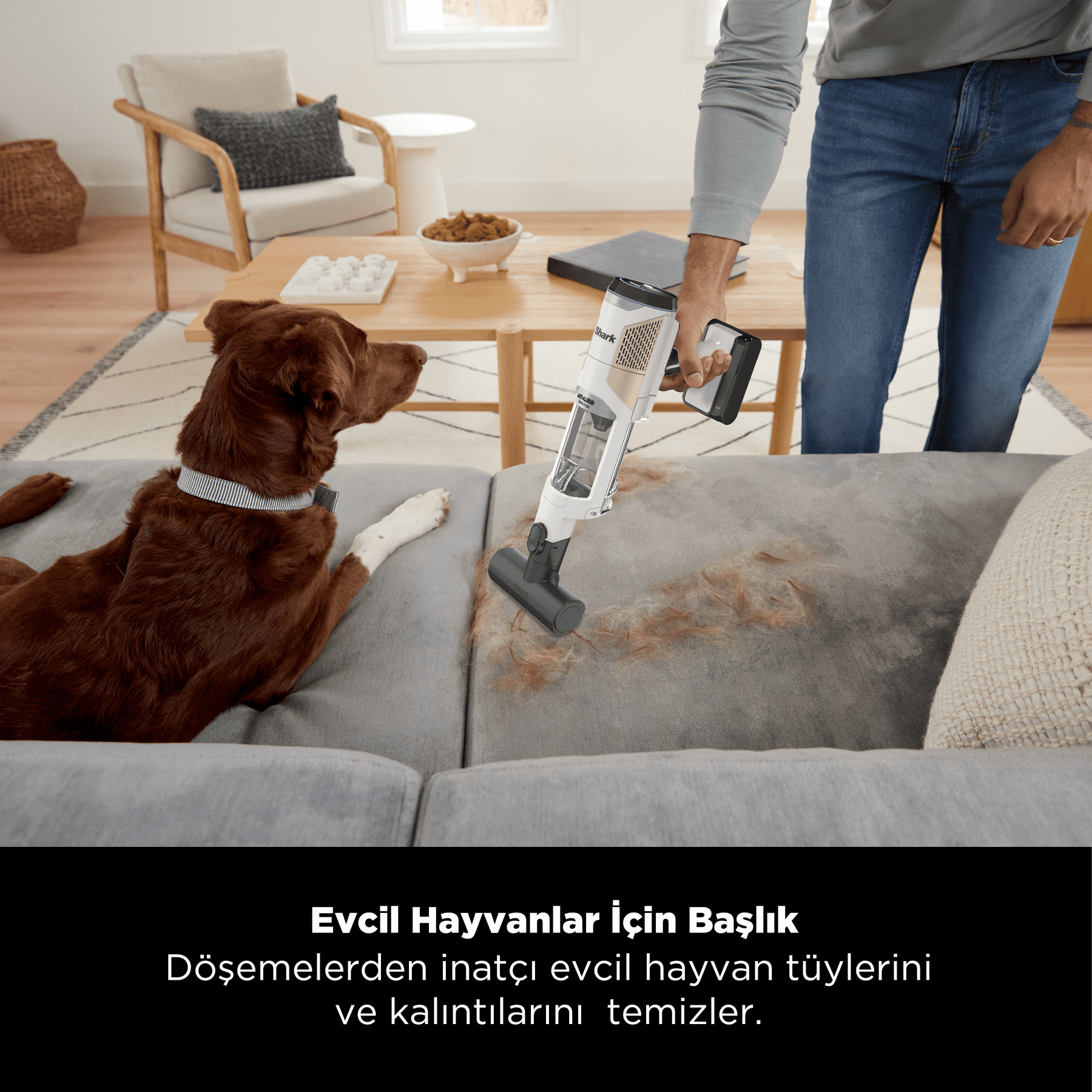 Bir kişi, üzerinde bir köpek varken gri bir kanepede elektrikli süpürgeyle temizlik yapıyor. Elektrikli süpürgenin, evcil hayvan tüylerini temizlemek için bir evcil hayvan aleti var.