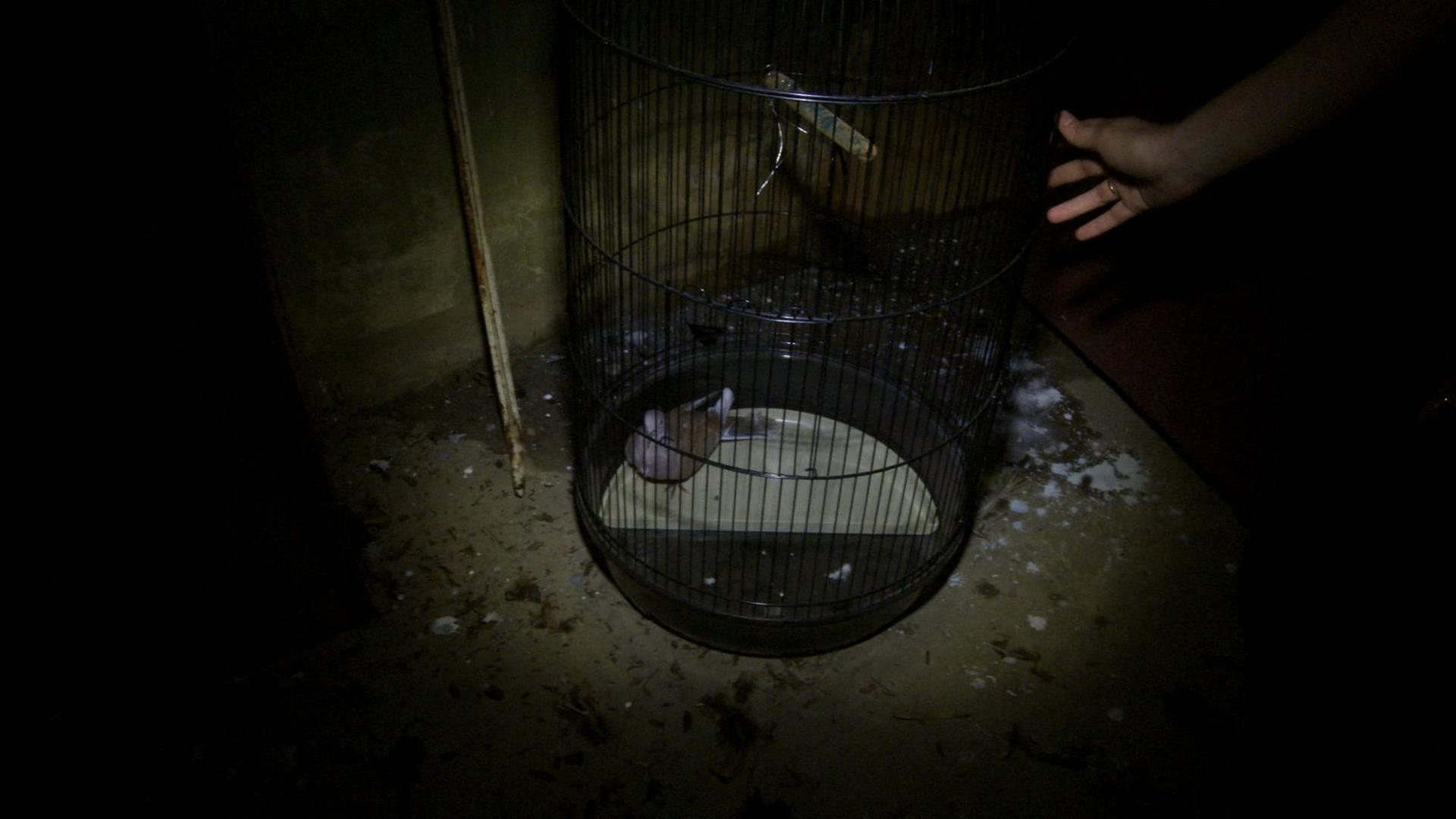 Ein Vogel in einem Käfig, eine Hand greift danach in einem dunklen Raum.