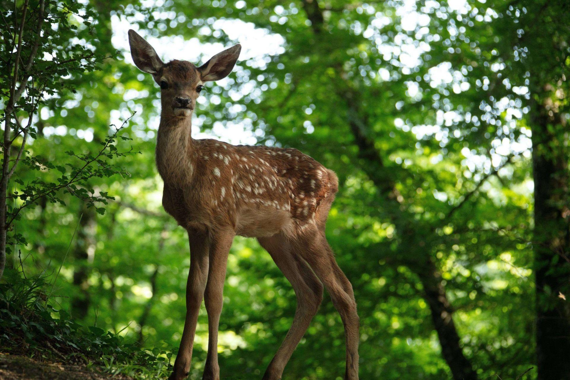 Junges Reh mit weißen Flecken, in grüner Waldkulisse stehend.