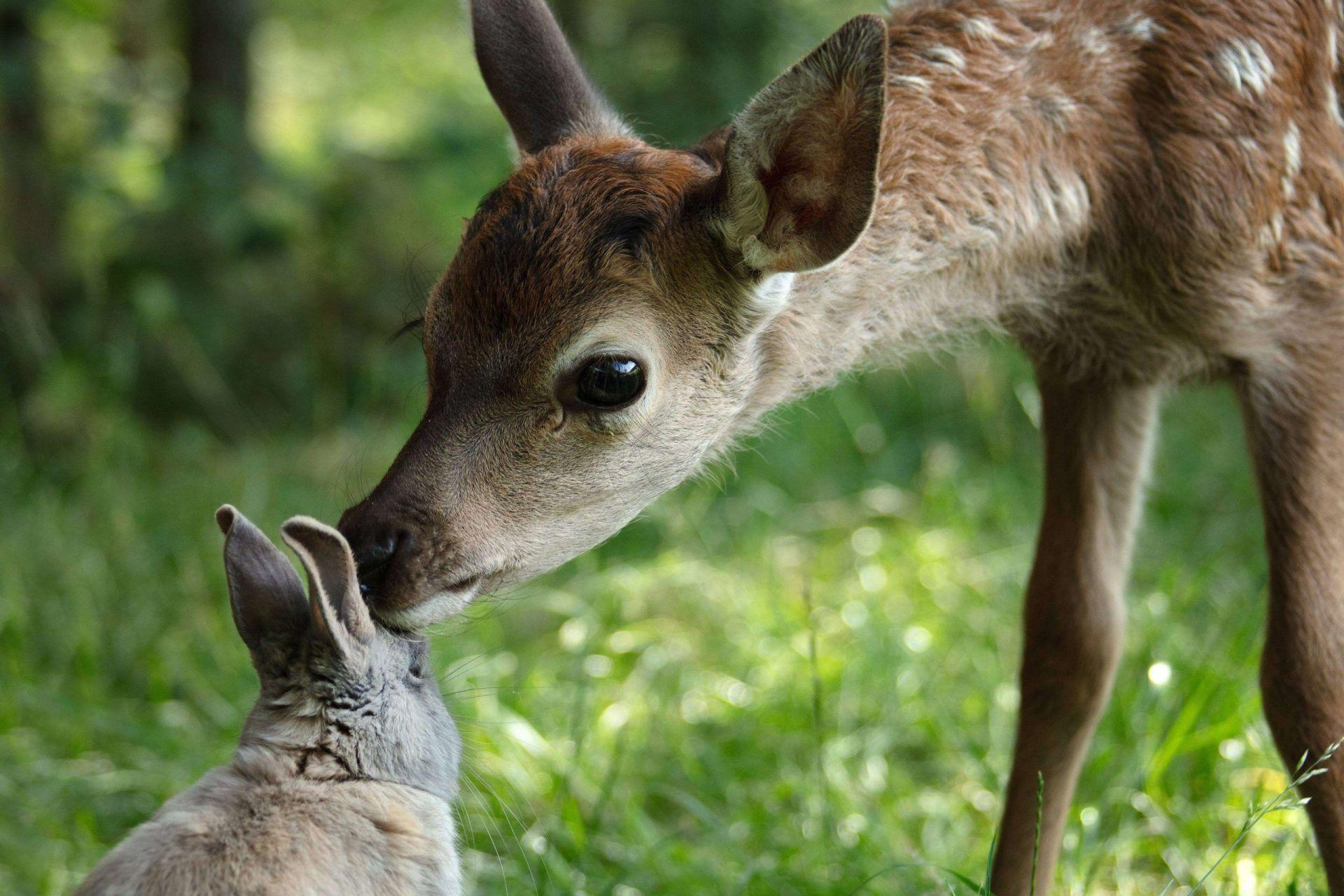 Ein Rehkitz und ein Kaninchen, die sich auf einer grünen Wiese an der Nase berühren.