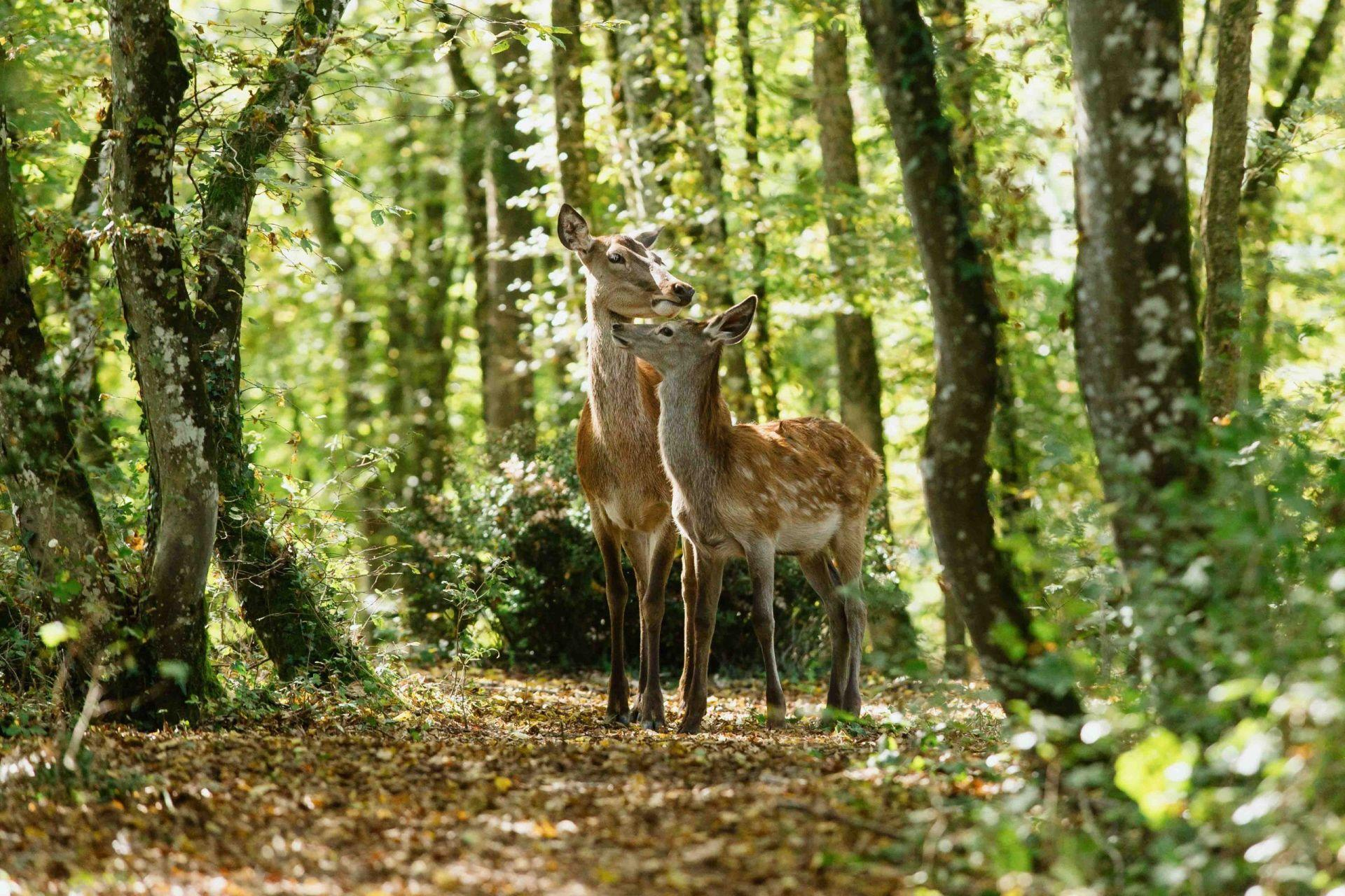 Zwei Hirsche stehen in einem Wald. Sonnenlicht scheint durch die Bäume.