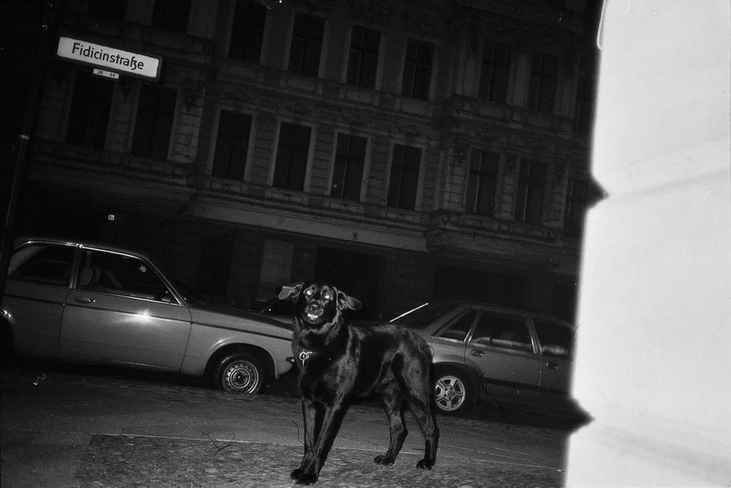 Ein schwarzer Hund steht nachts auf einer Straße.