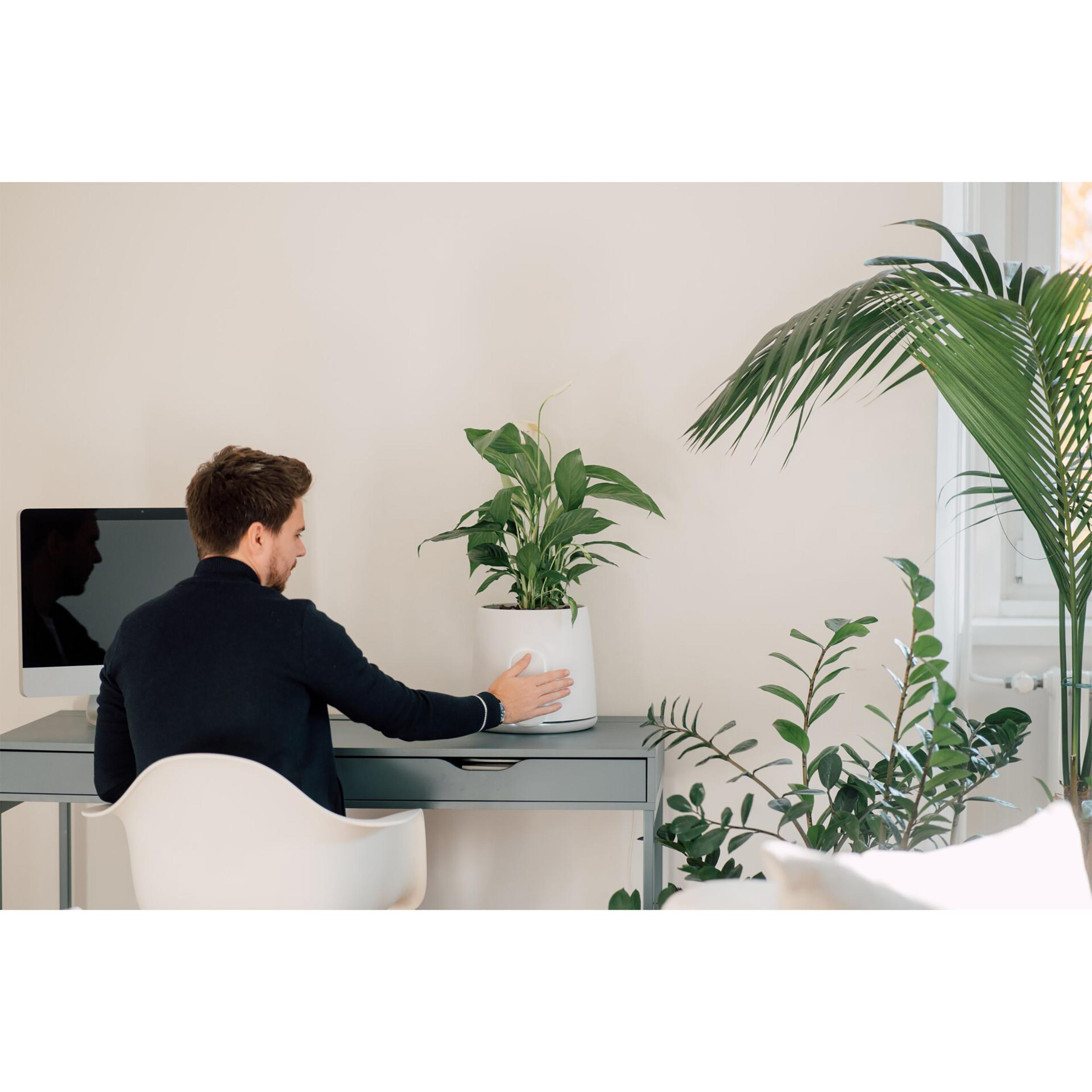 Mann am Schreibtisch berührt Pflanze. Schreibtisch hat Computer. Palme und andere Pflanzen im Hintergrund.
