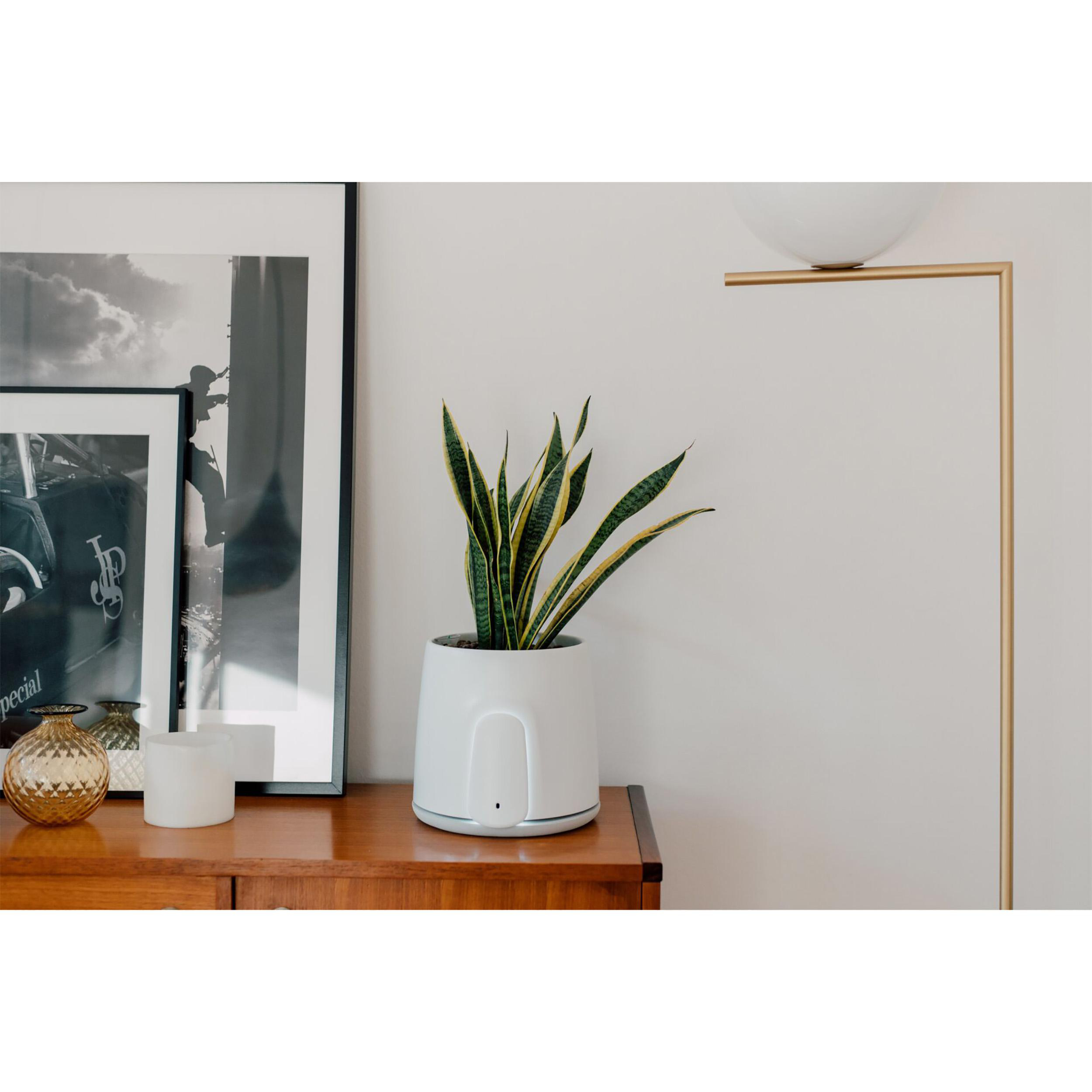 Pflanze in weißem Topf auf Holzschrank. Lampe und Kunst im Hintergrund.