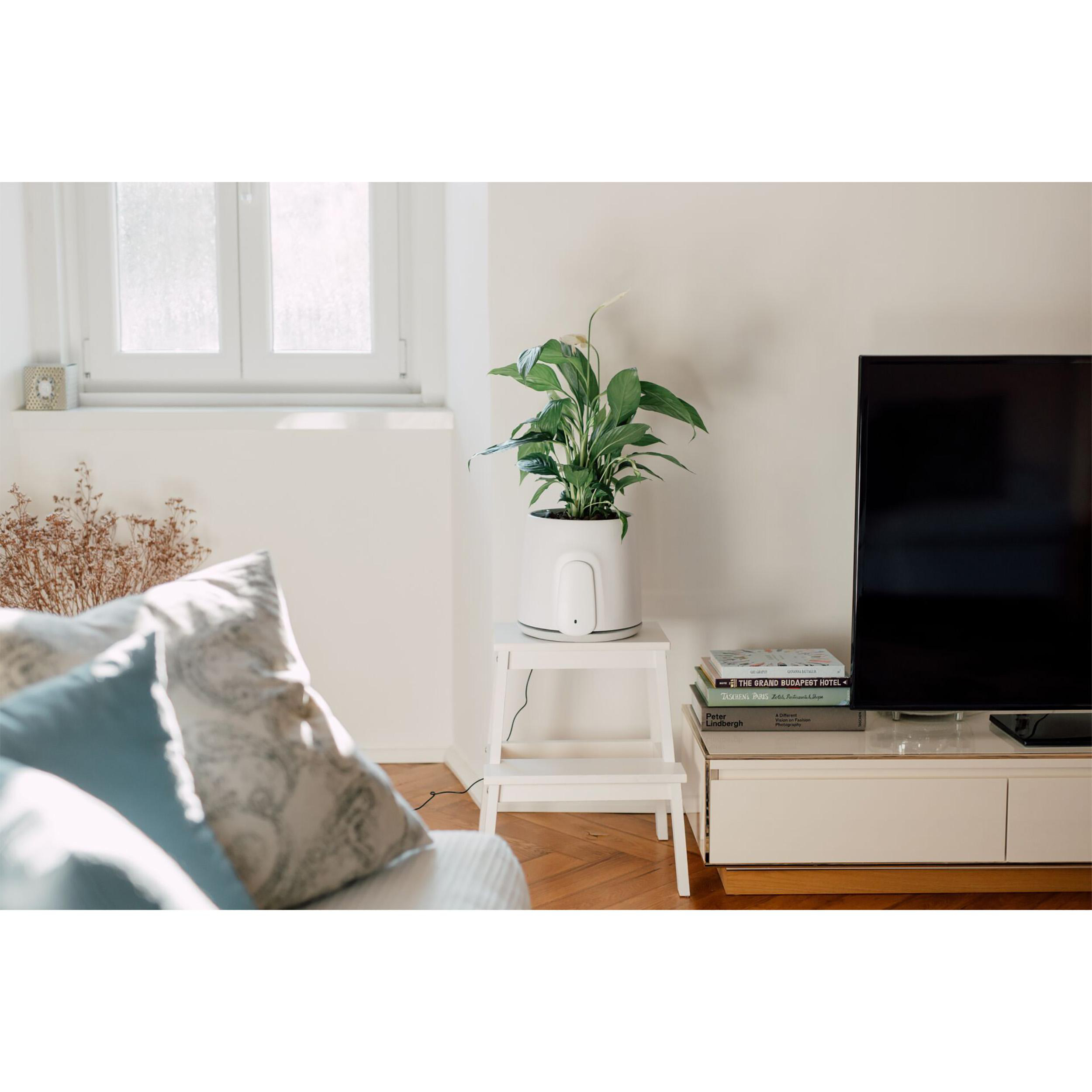 Pflanze in weißem Topf auf weißem Tritthocker. TV und Fenster im Hintergrund.
