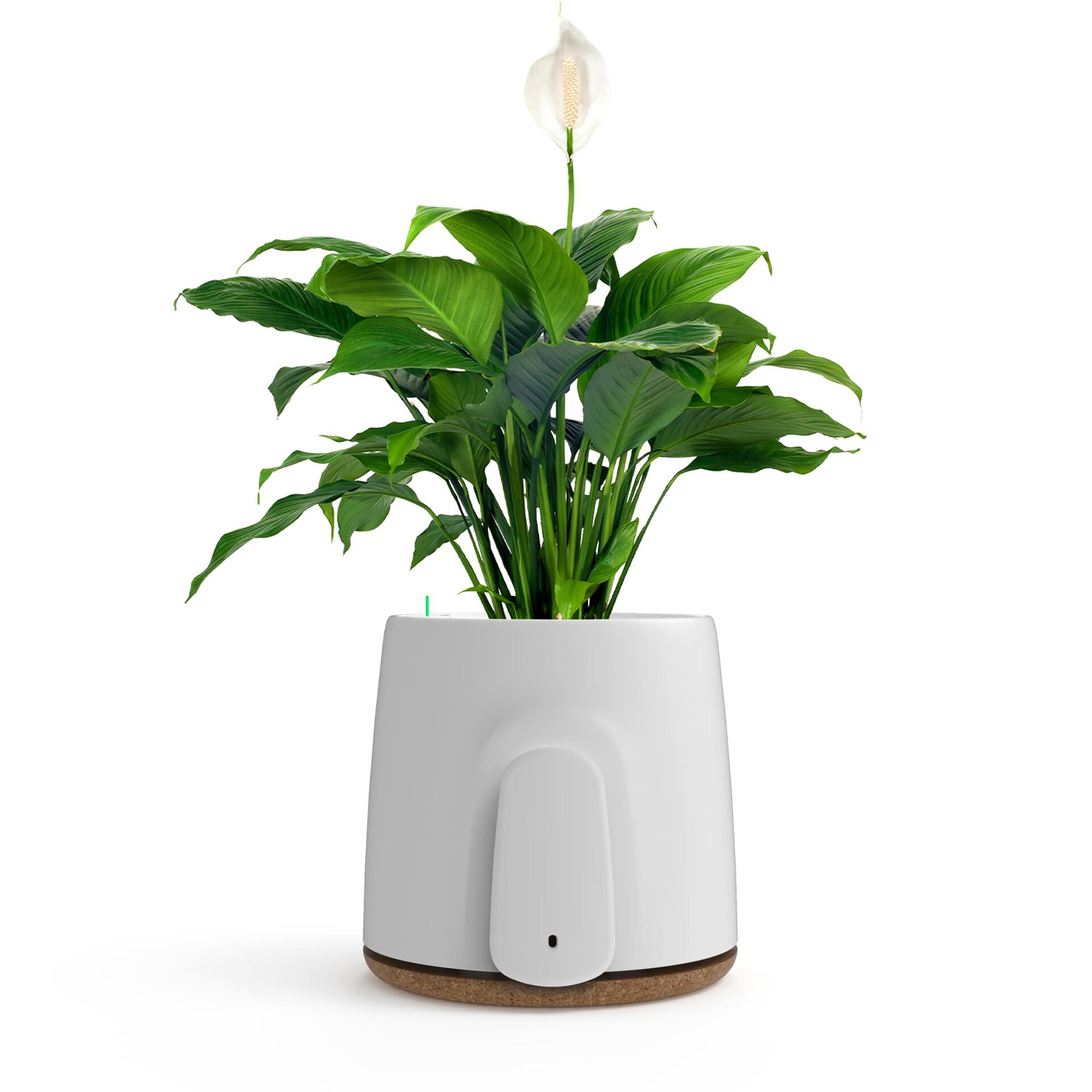 Ein weißer moderner Blumentopf mit grünen Blättern und einer weißen Blume.