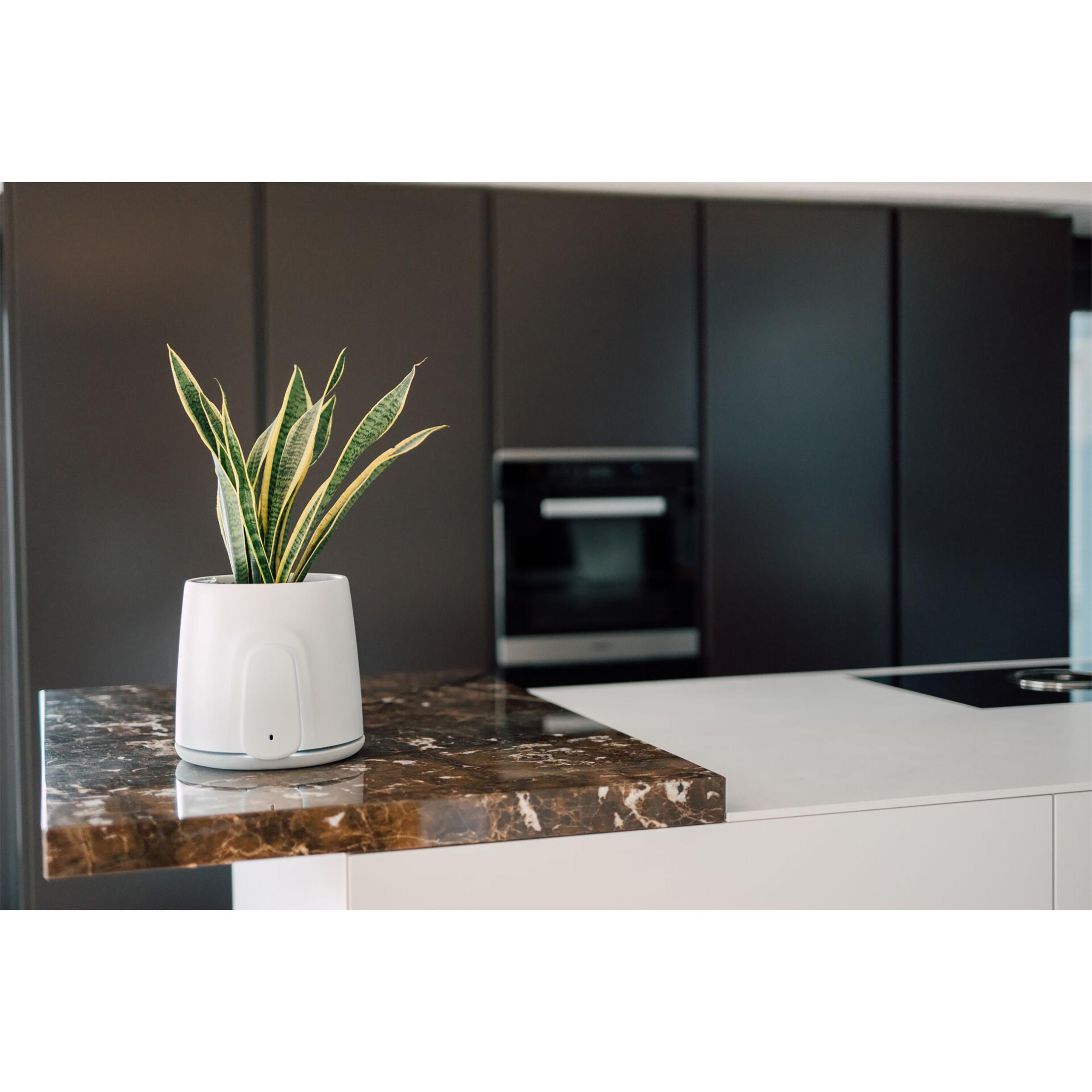 Ein weißer Topf mit einer Pflanze auf einer Arbeitsplatte, mit dunklen Schränken und einem Backofen im Hintergrund.