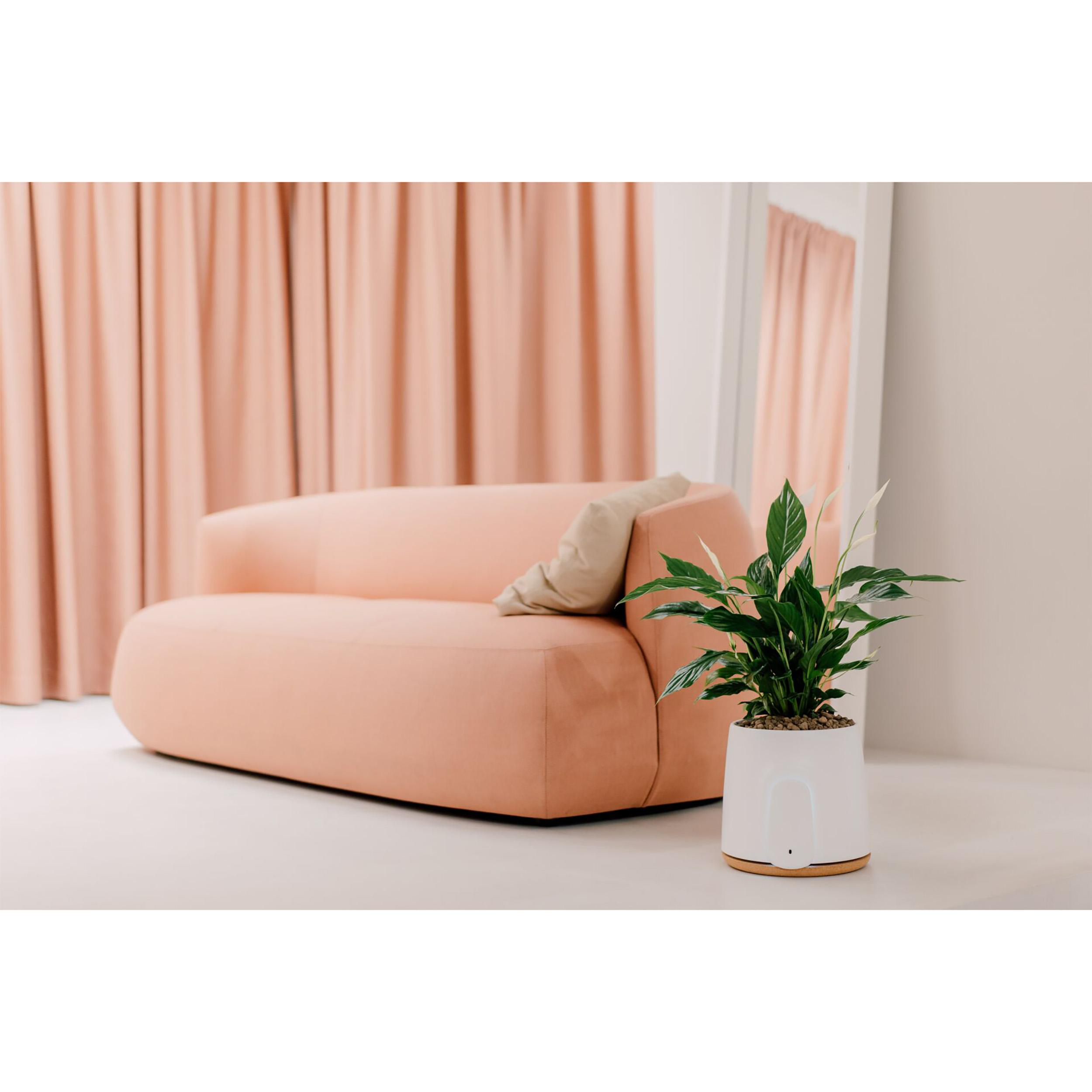 Wohnzimmer mit Pfirsichsofa, Vorhängen und einer Topfpflanze.