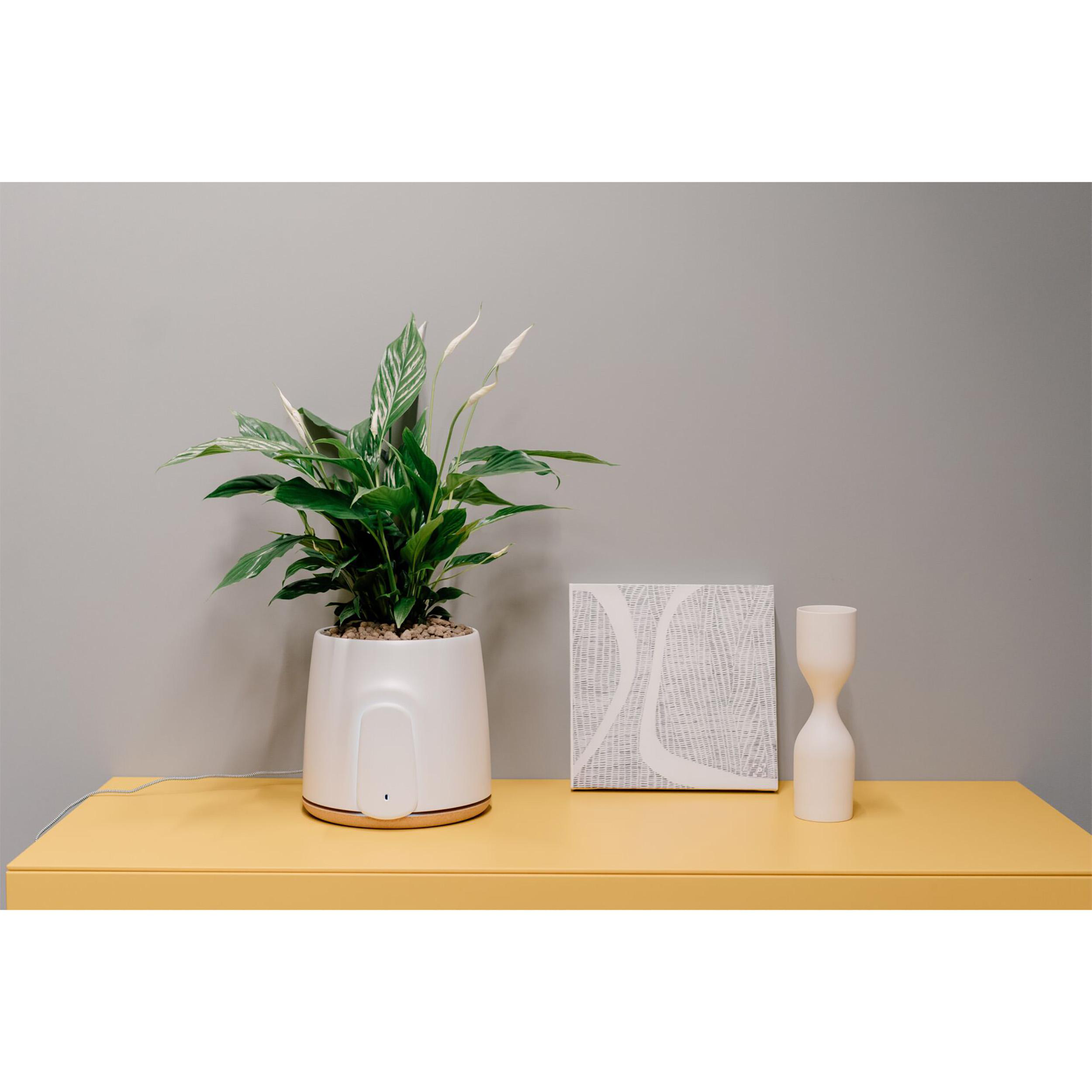 Ein weißer Topf mit einer Pflanze, ein Gemälde und eine weiße Vase auf einem gelben Tisch vor einer grauen Wand.