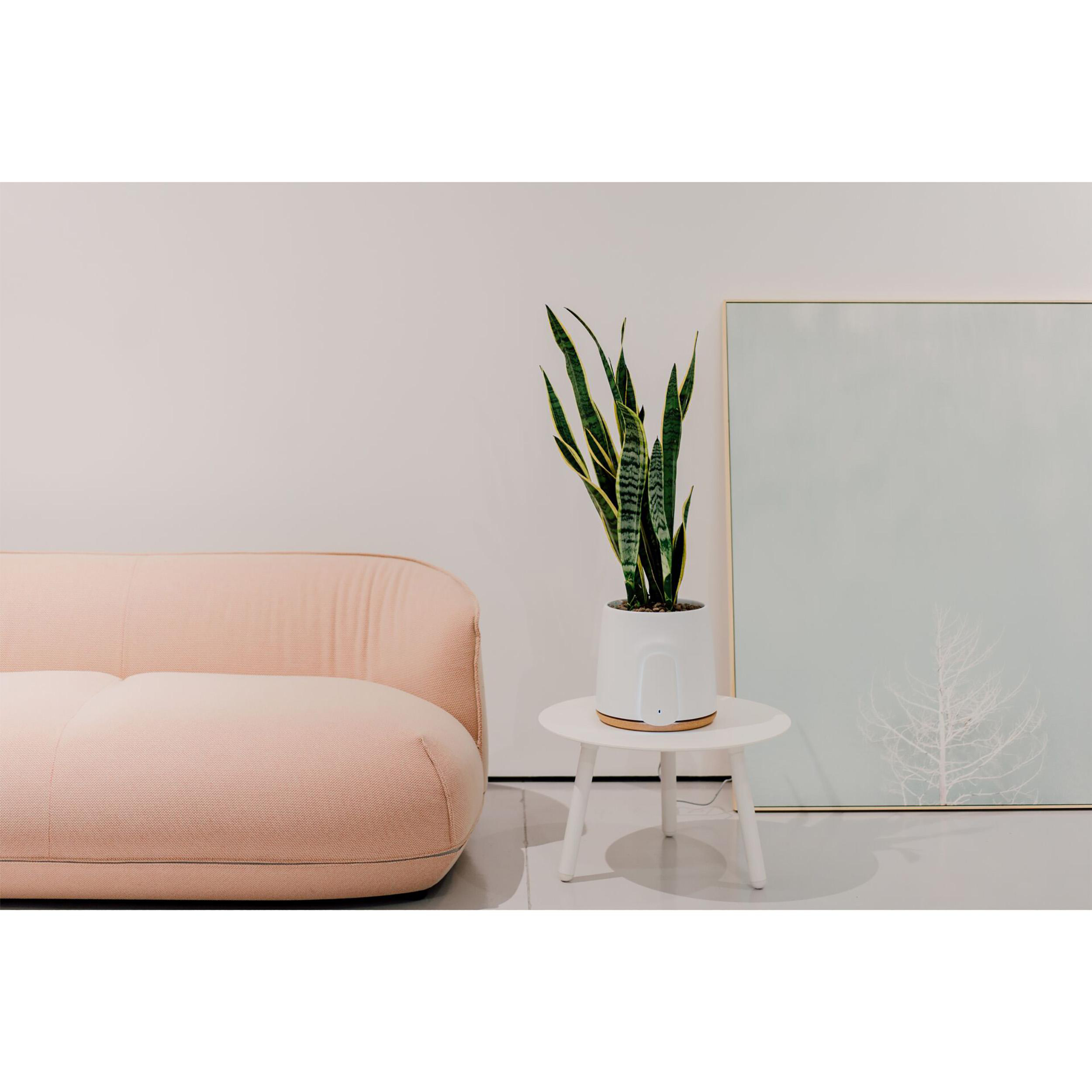 Eine Pflanze auf einem Tisch neben einem Sofa und einem Gemälde. Der Raum ist gut beleuchtet.