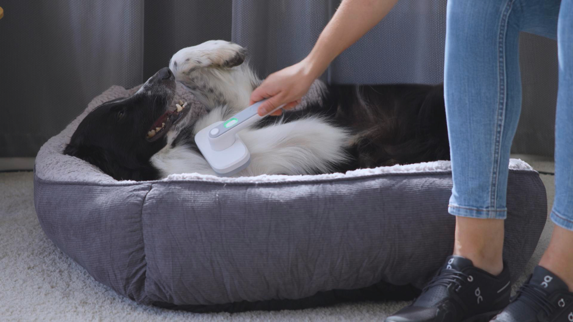 Eine Person bürstet einen schwarz-weißen Hund, der in einem Bett liegt, mit einer Tierbürste.