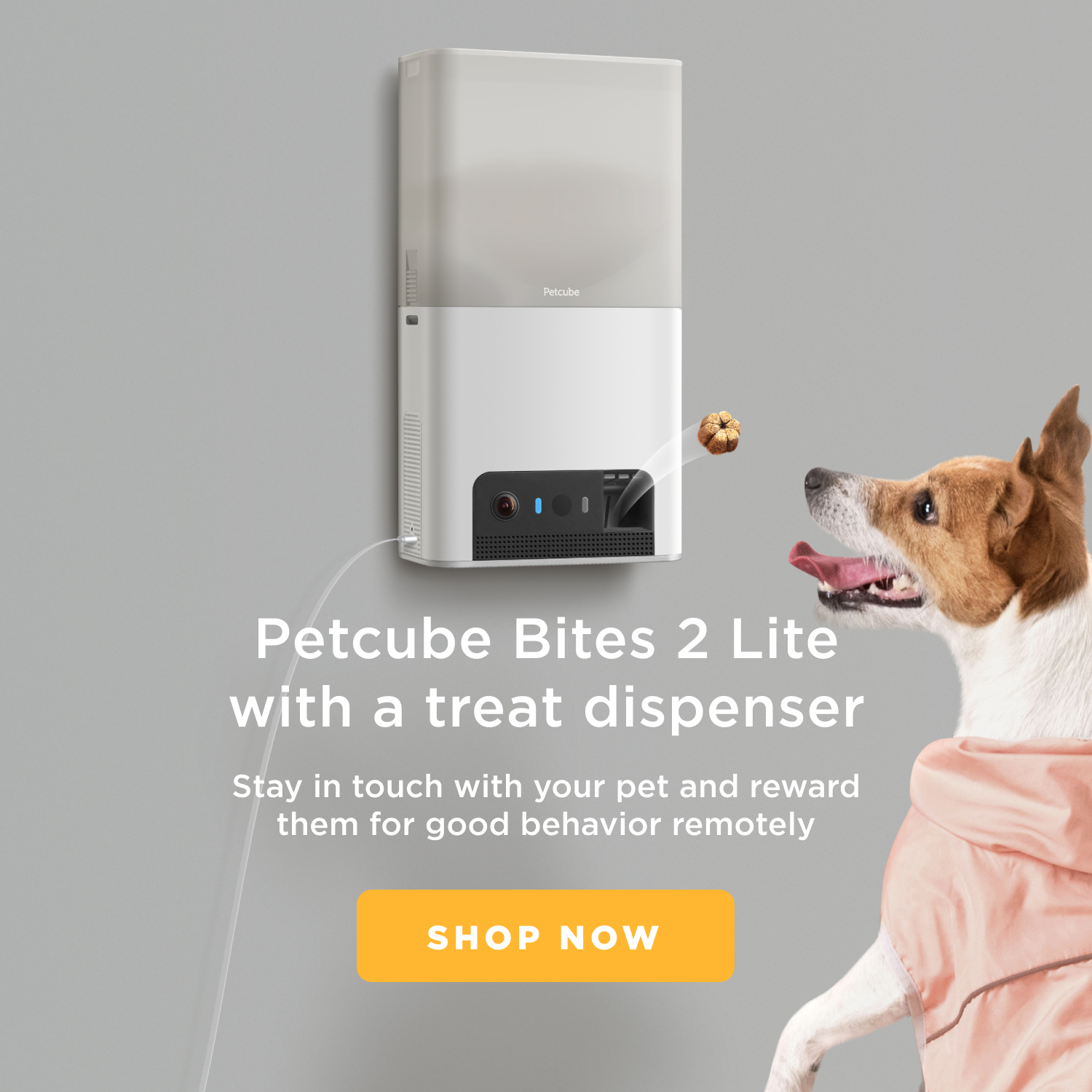 Petcube Bites 2 Lite with a treat dispenser. A dog is looking at the device.