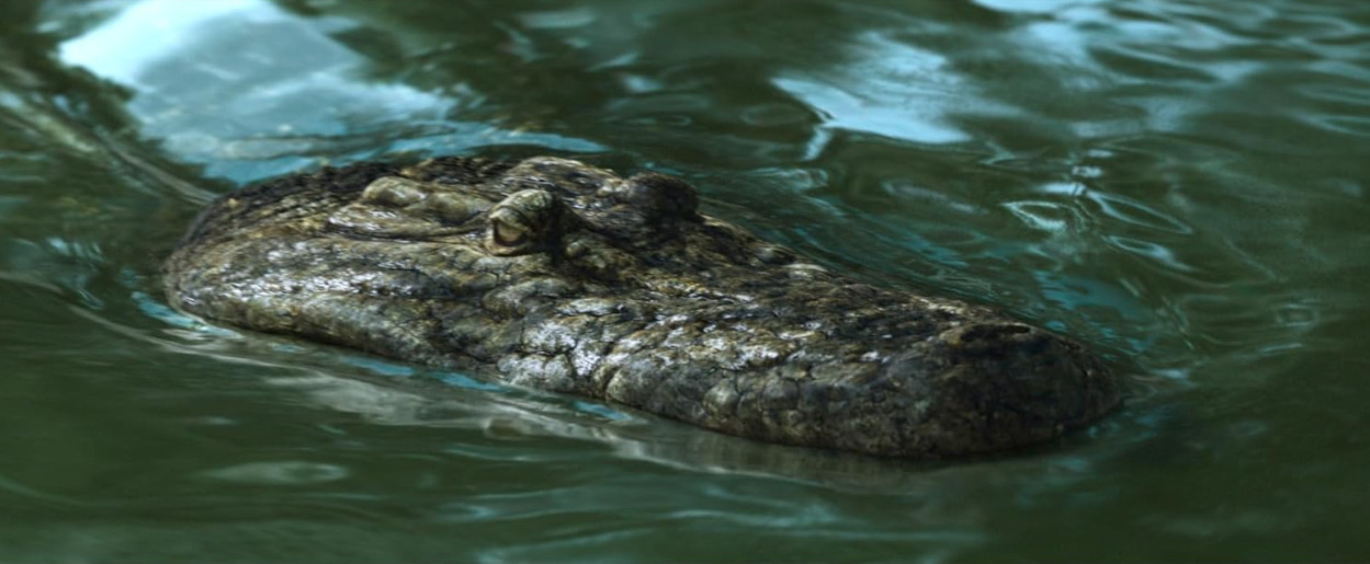 Ein Alligatorkopf taucht aus trübem Wasser auf. Augen, Nase und Wasser des Alligators sind sichtbar.