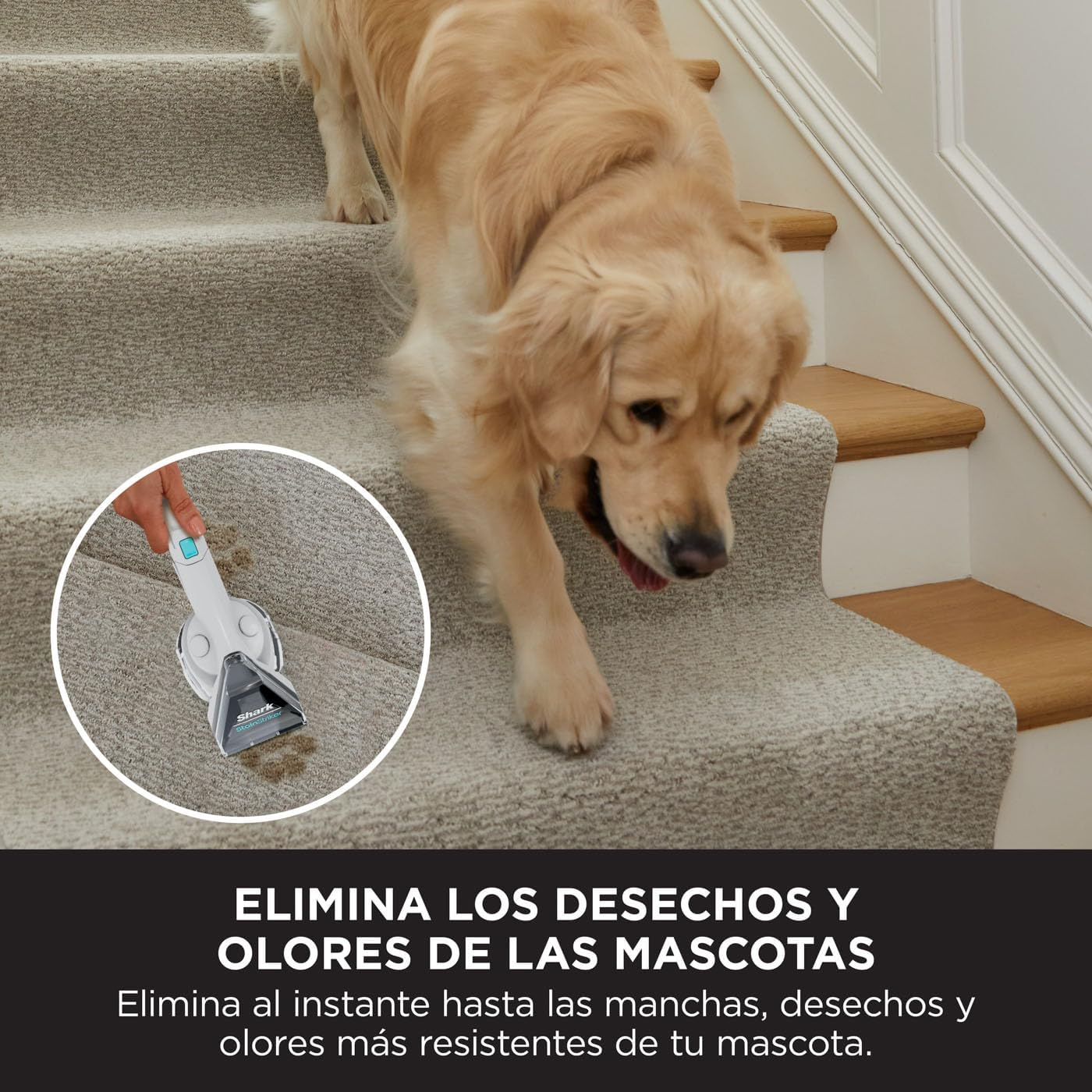 Funda de DVD: película animada. Niño, niña, gato negro y casa de brujas.