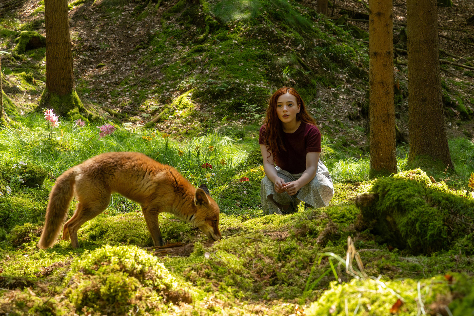 Ein Mädchen und ein Fuchs im Wald. Der Fuchs schnuppert am Boden, das Mädchen kniet.
