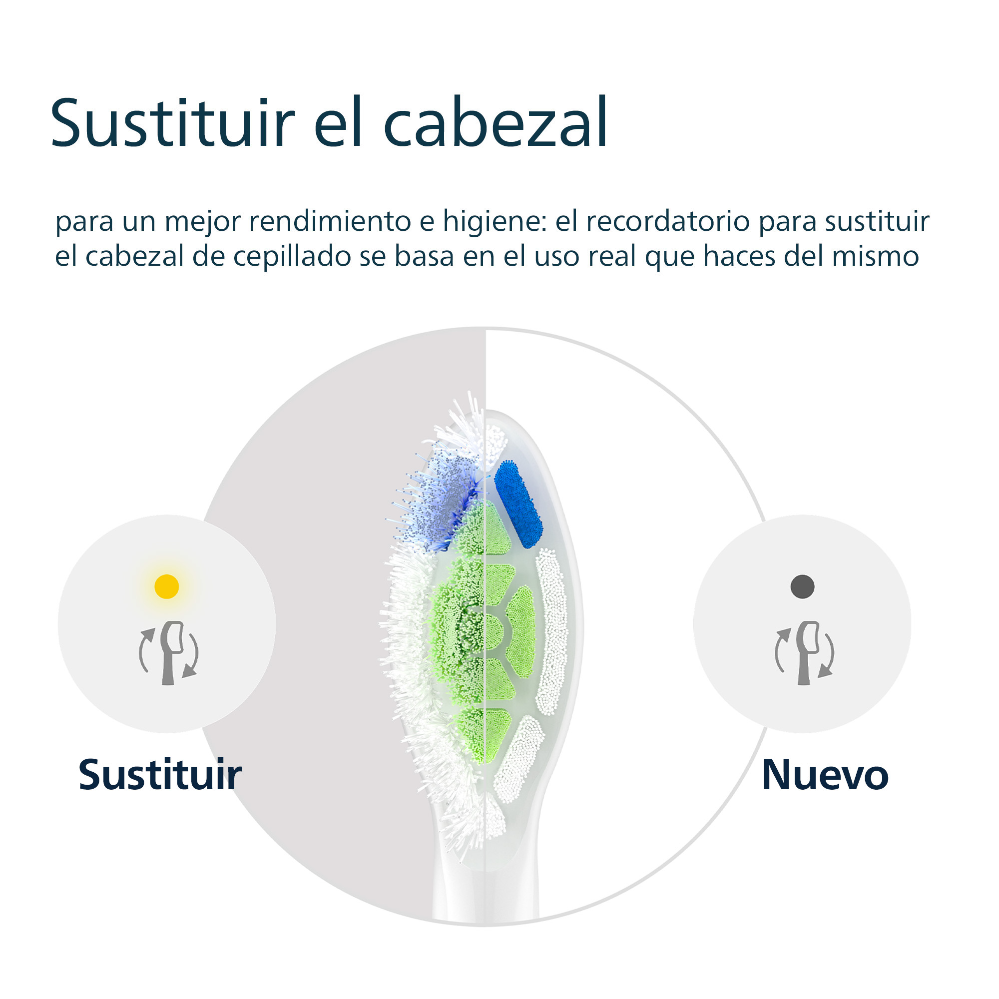 Primer plano de un cabezal de cepillo de dientes. Texto: Reemplace el cabezal. Cabezal de cepillo de dientes nuevo y usado.