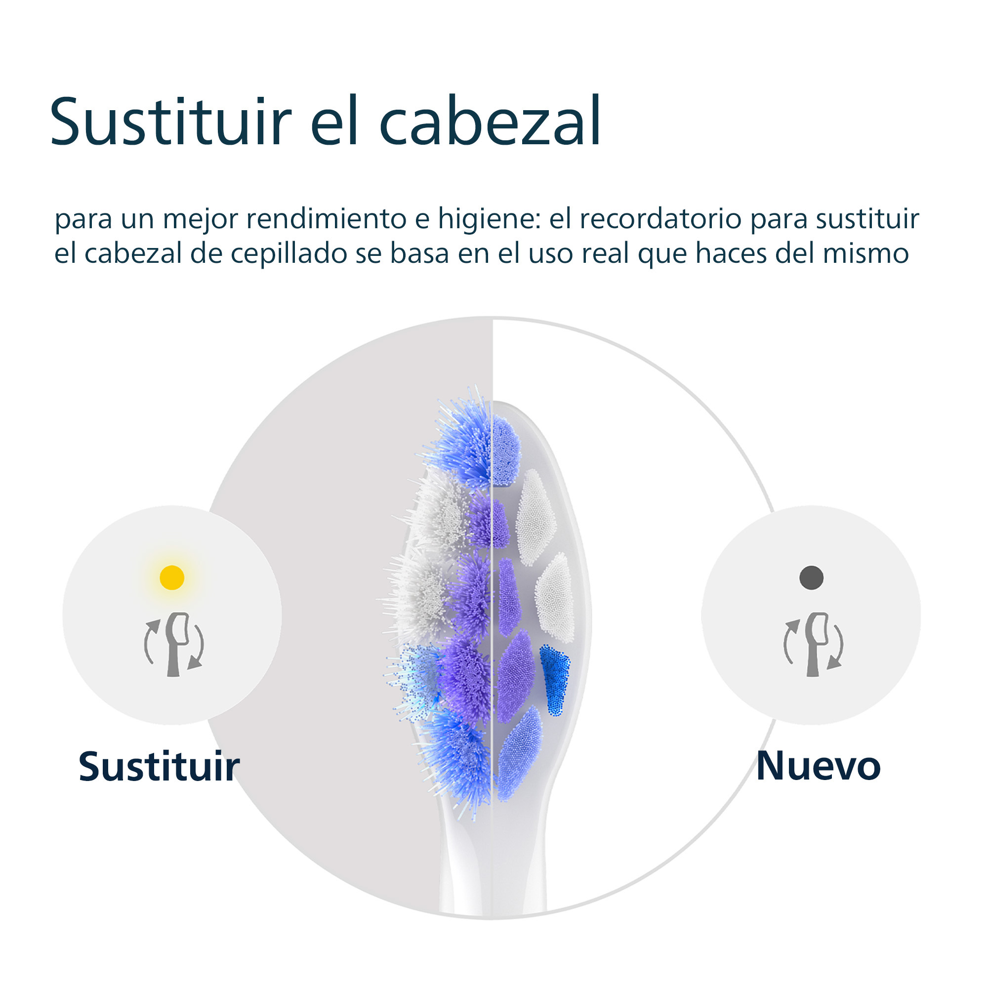 Un cabezal de cepillo de dientes muestra una comparación de desgaste. Un lado es nuevo, el otro usado, cerdas azules.