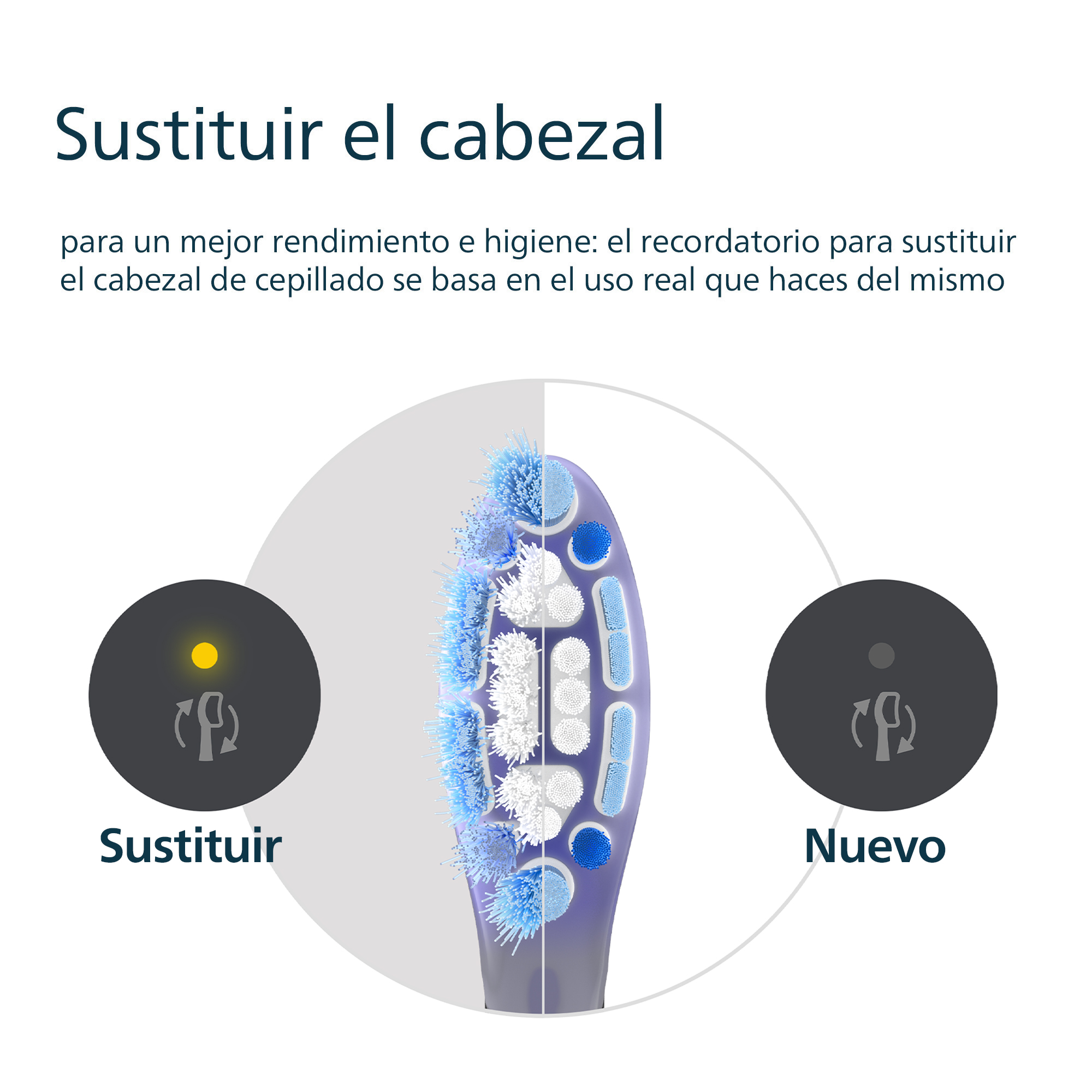 Un cabezal de cepillo de dientes muestra una comparación de desgaste. Un lado es nuevo, el otro usado, cerdas azules.