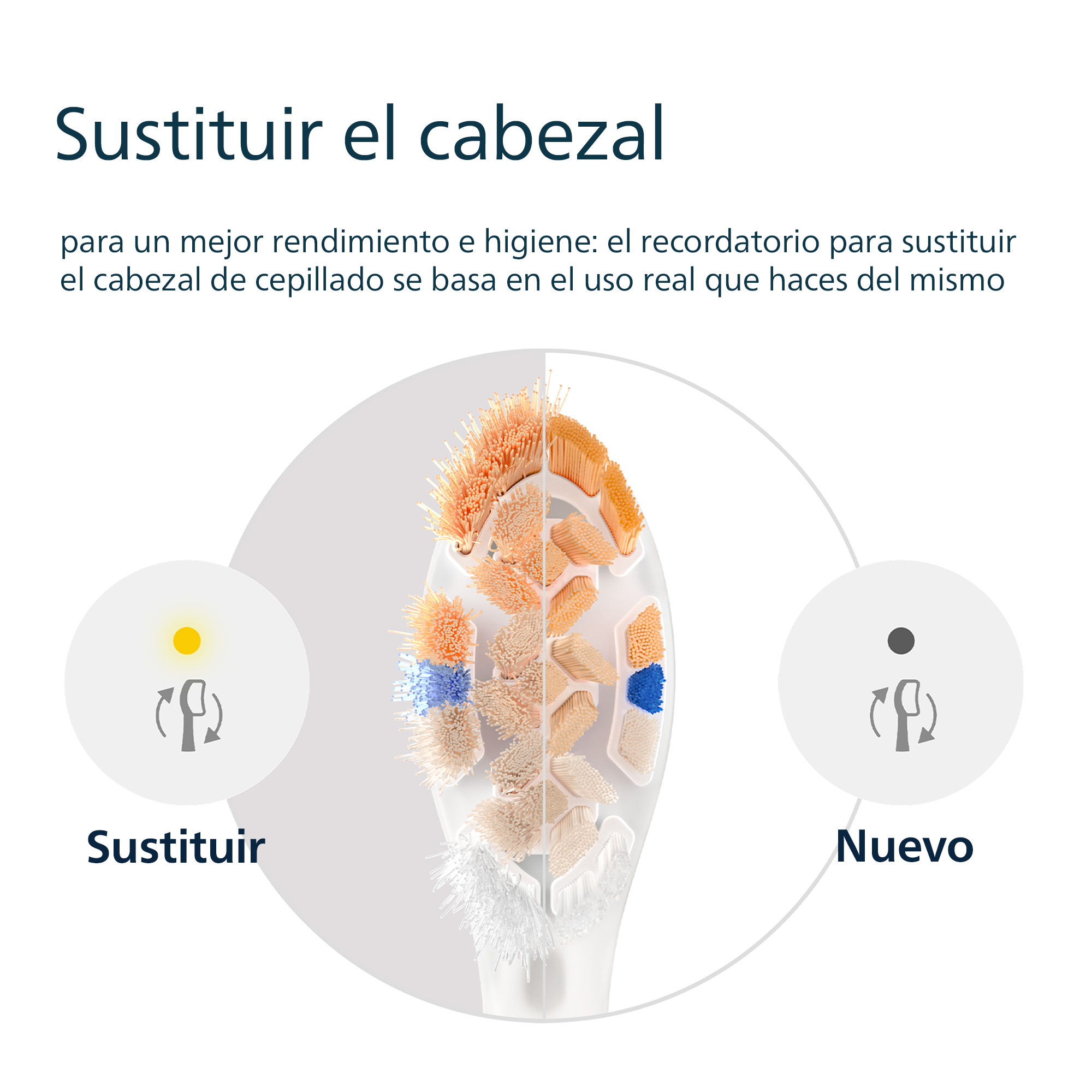 Diagrama que compara cabezales de cepillo de dientes viejos y nuevos. Texto: 'Reemplace el cabezal'.
