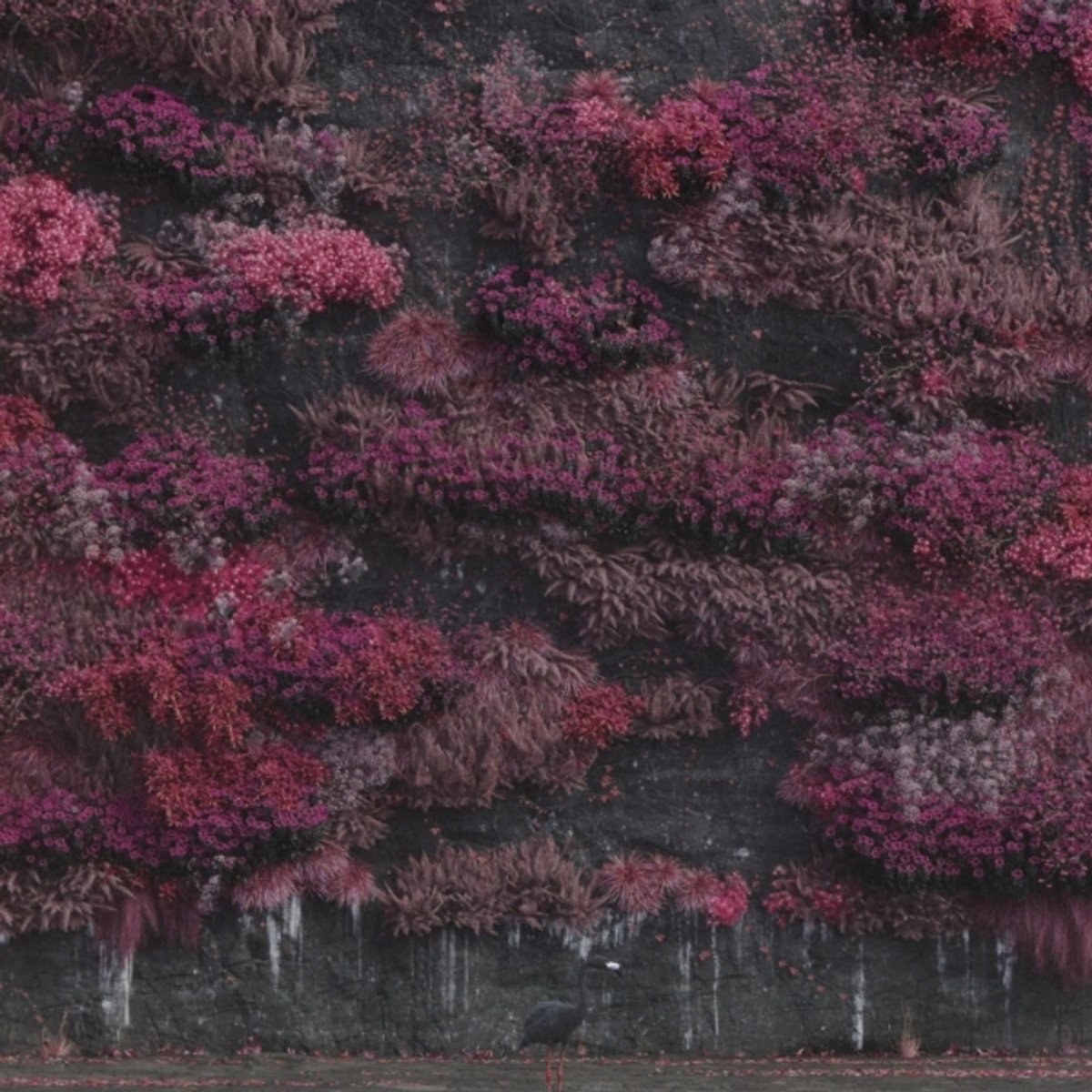 Un mur recouvert de fleurs et de plantes roses. Un oiseau au premier plan.