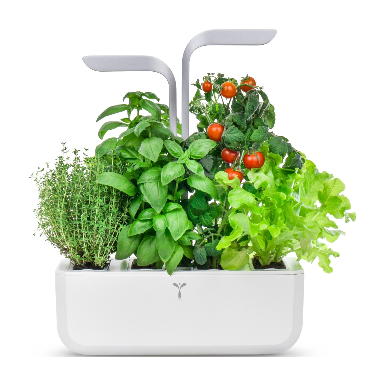Giardino interno con erbe aromatiche e pomodori. Contenitore bianco, due luci sopra. Basilico verde e lattuga.