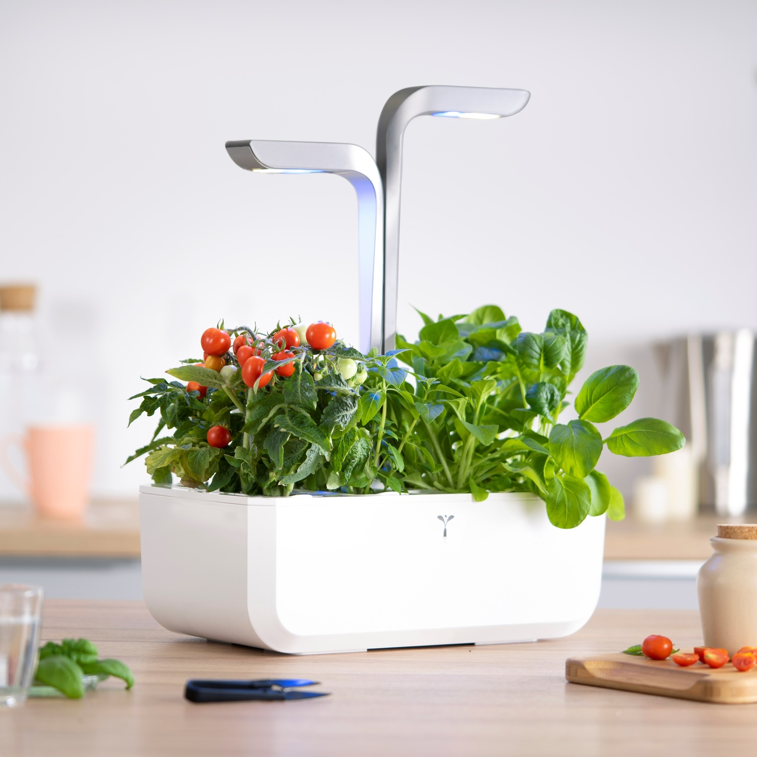Giardino interno con pomodori ed erbe aromatiche su un tavolo di legno in cucina.