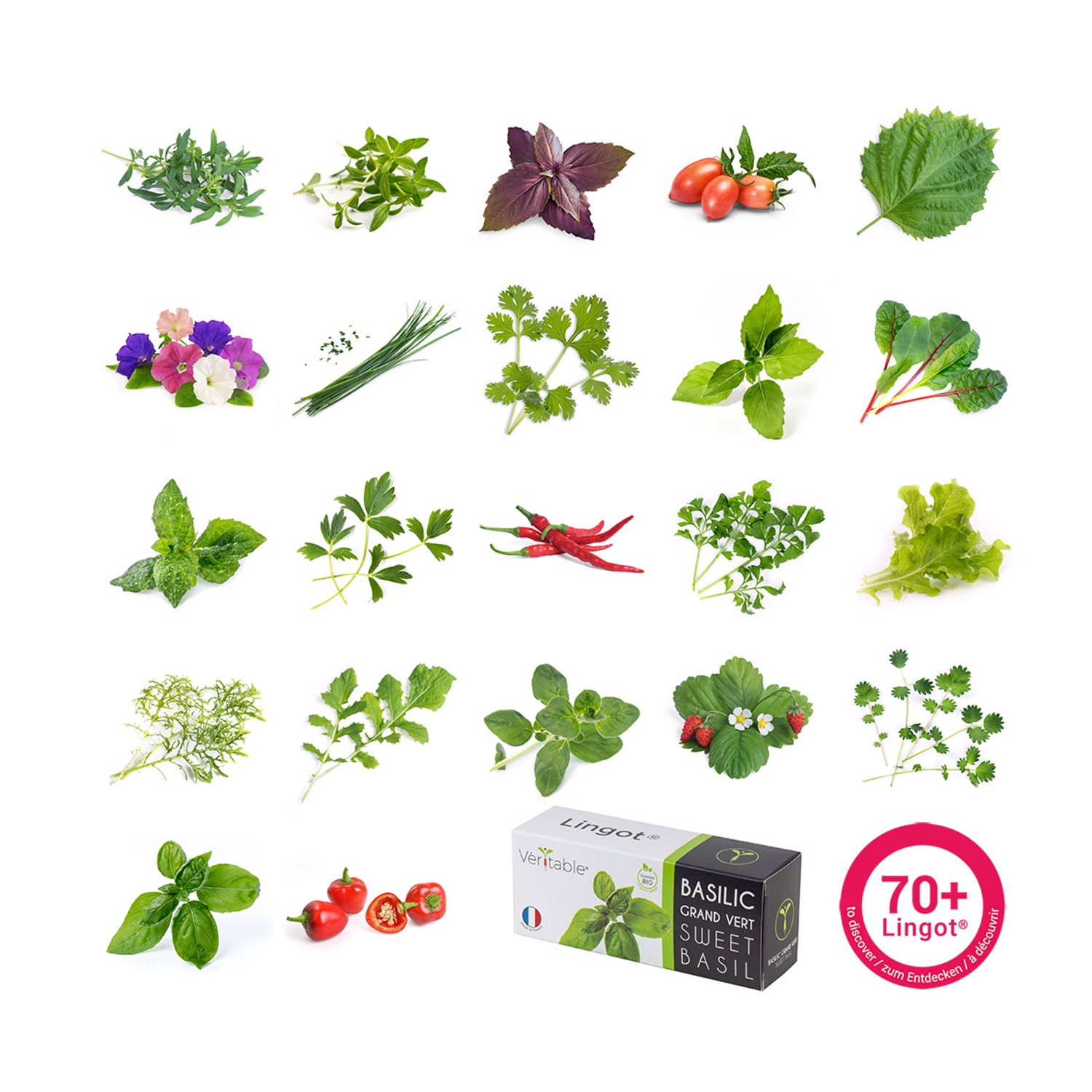 Una collezione di erbe fresche, verdure e una scatola di basilico dolce.