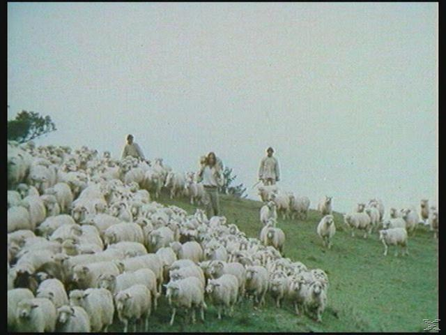 Menschen hüten Schafe. Eine große Gruppe Schafe auf einem Hügel, mit zwei Personen, die sie hüten.