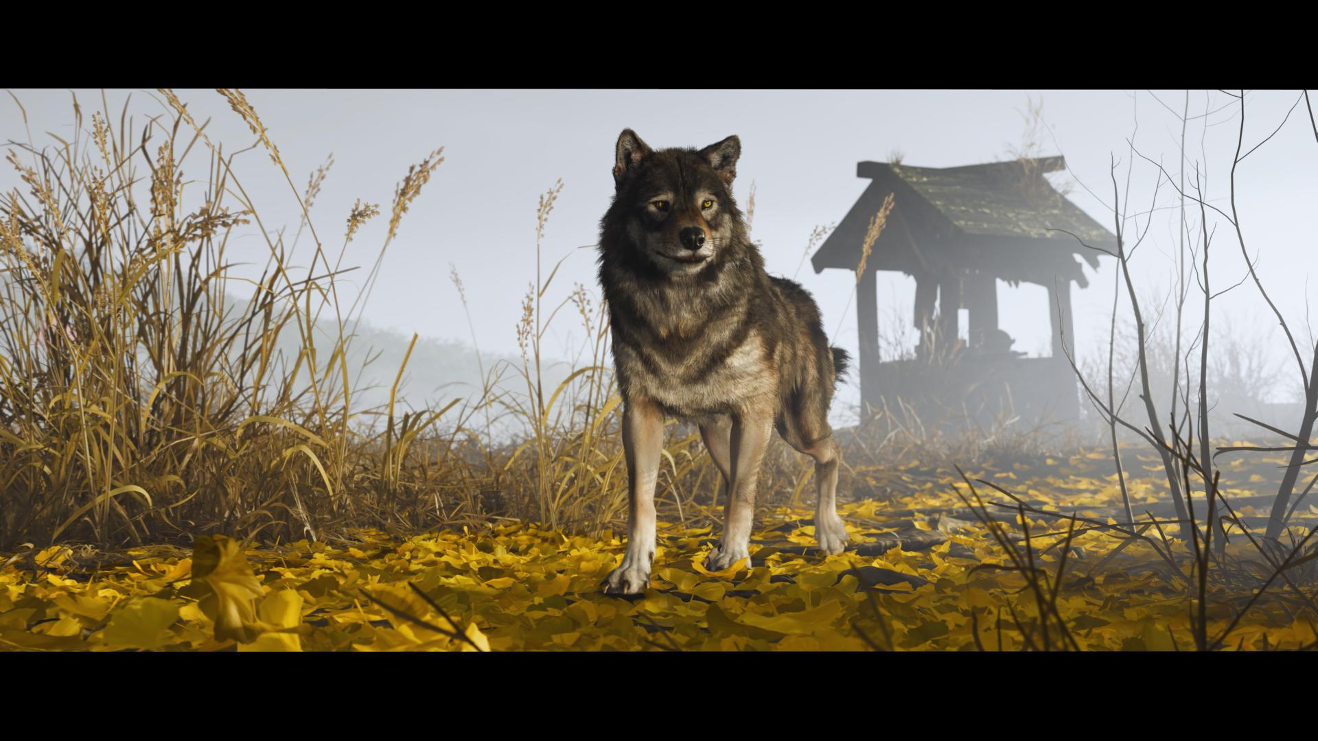Ein Wolf steht auf gelben Blättern und schaut in die Kamera. Dahinter befindet sich ein kleines Holzgebäude.