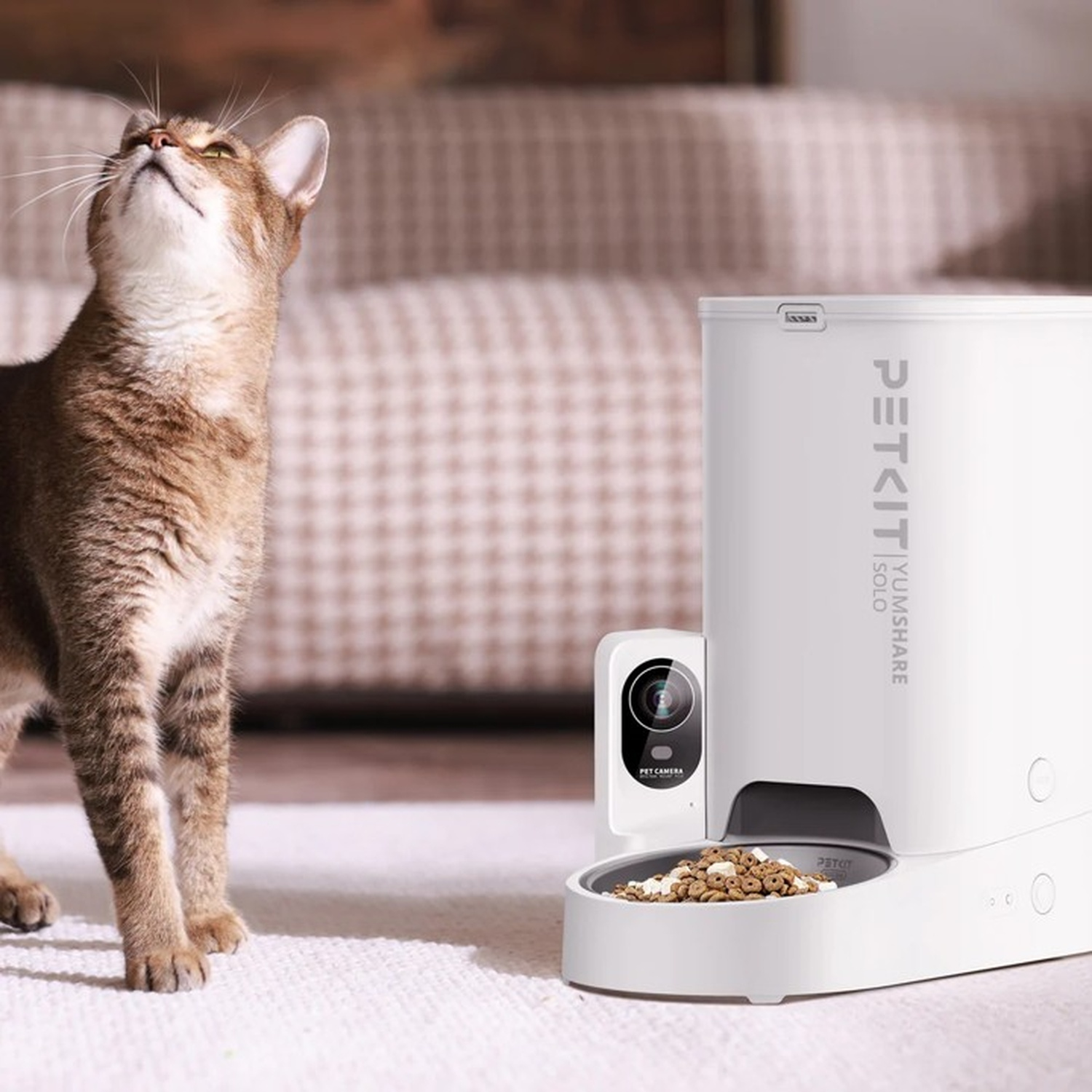Gatto che guarda verso l'alto il distributore Petkit Solo. Mangiatoia bianca sul pavimento.