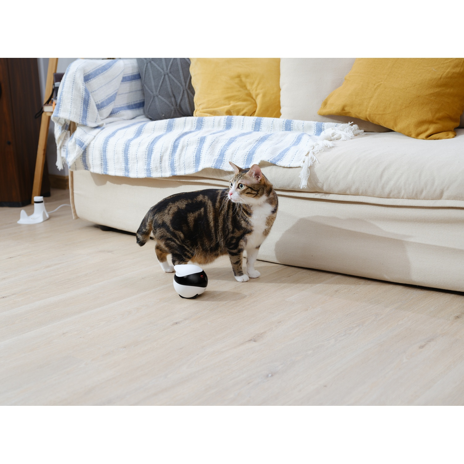 Gatto con protesi vicino a palla bianca e nera sul pavimento, sfondo divano.