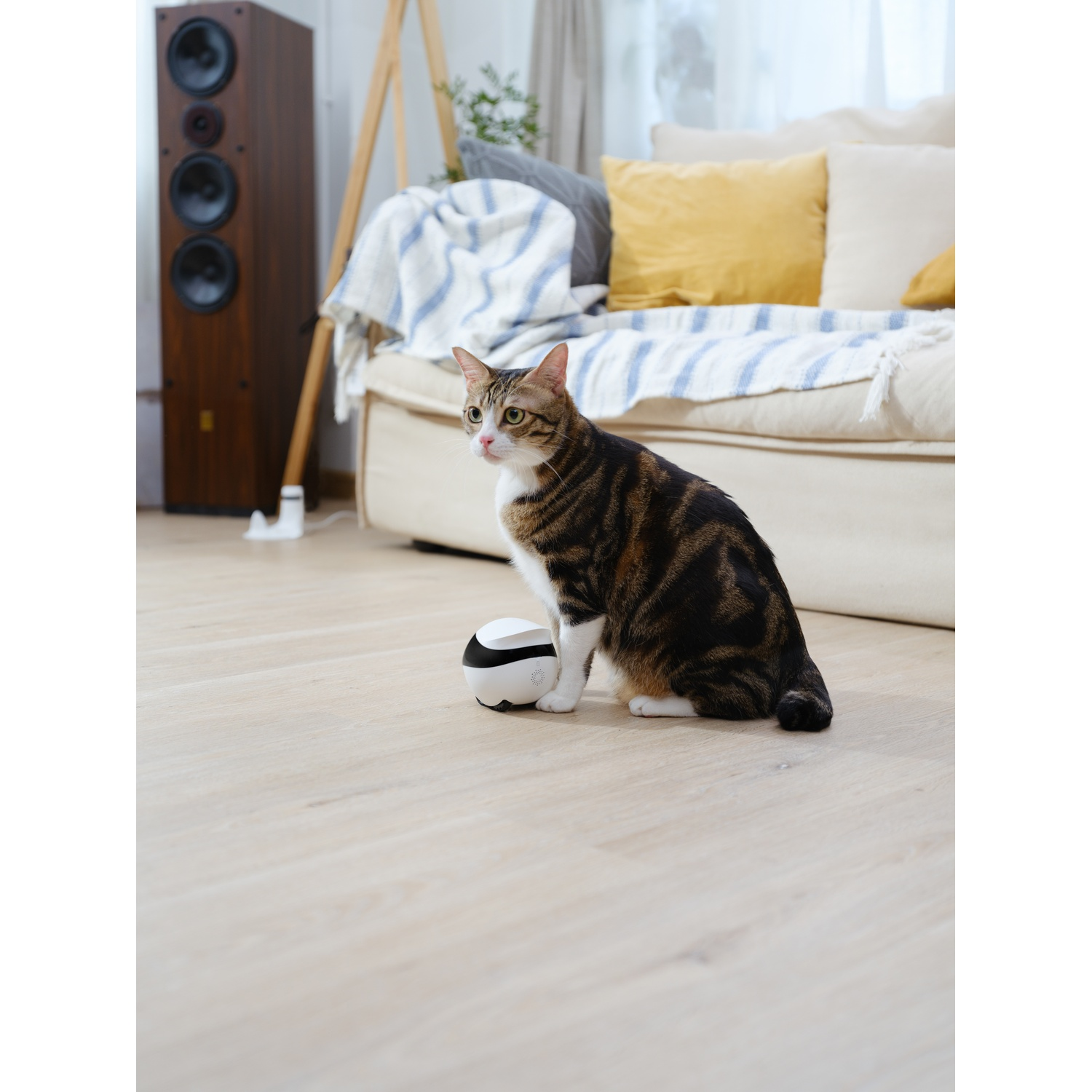 Gatto seduto accanto a palla bianca e nera. Divano e altoparlante sullo sfondo.