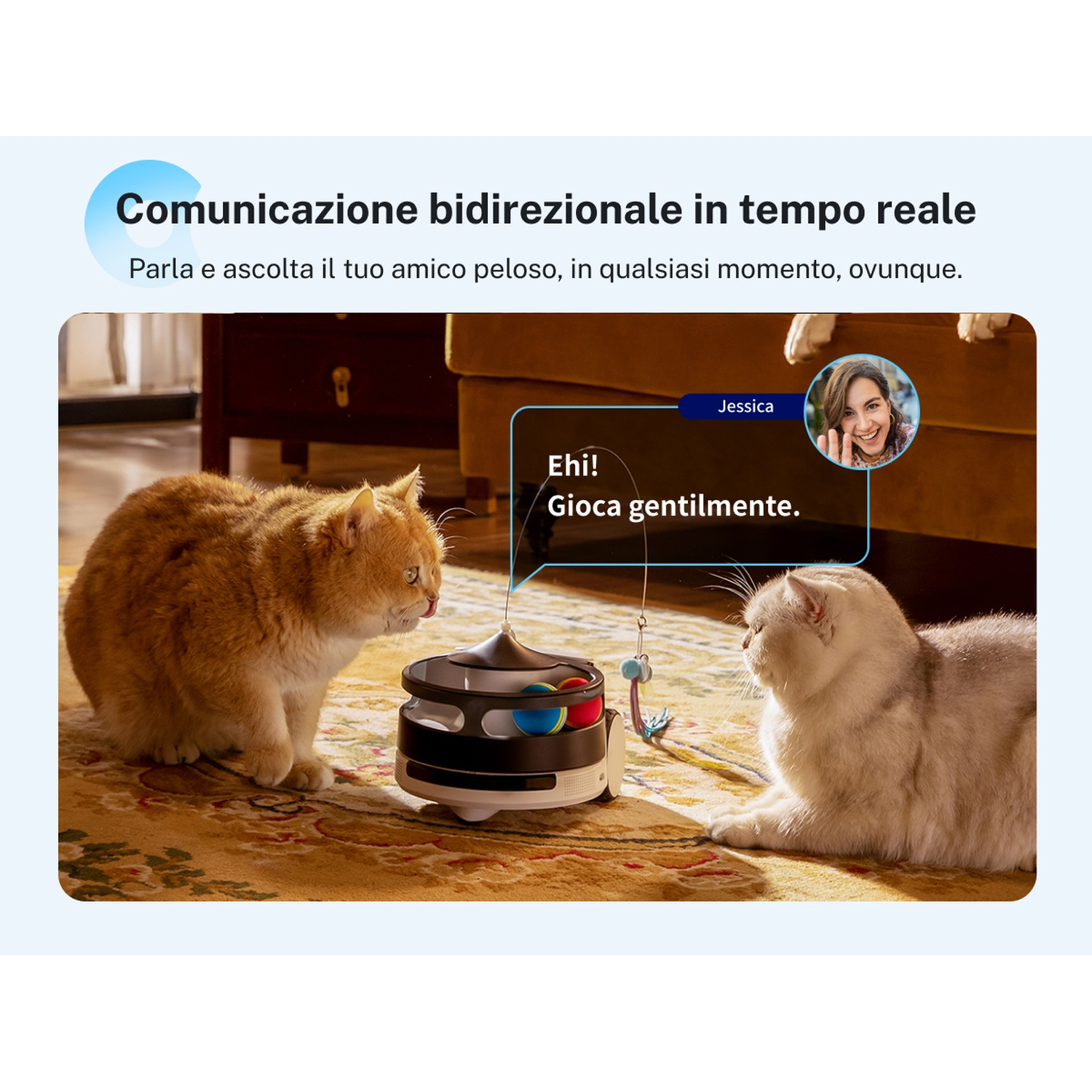 Due gatti interagiscono con un giocattolo, riquadro di testo con il volto di una donna.
