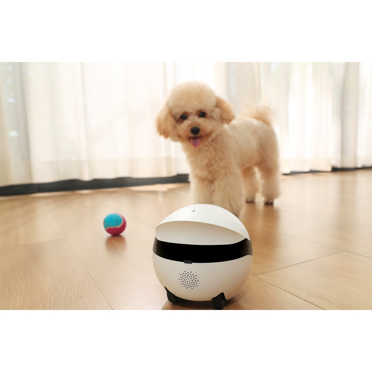 Un cane e un robot sono sul pavimento. Una palla è anche sul pavimento.