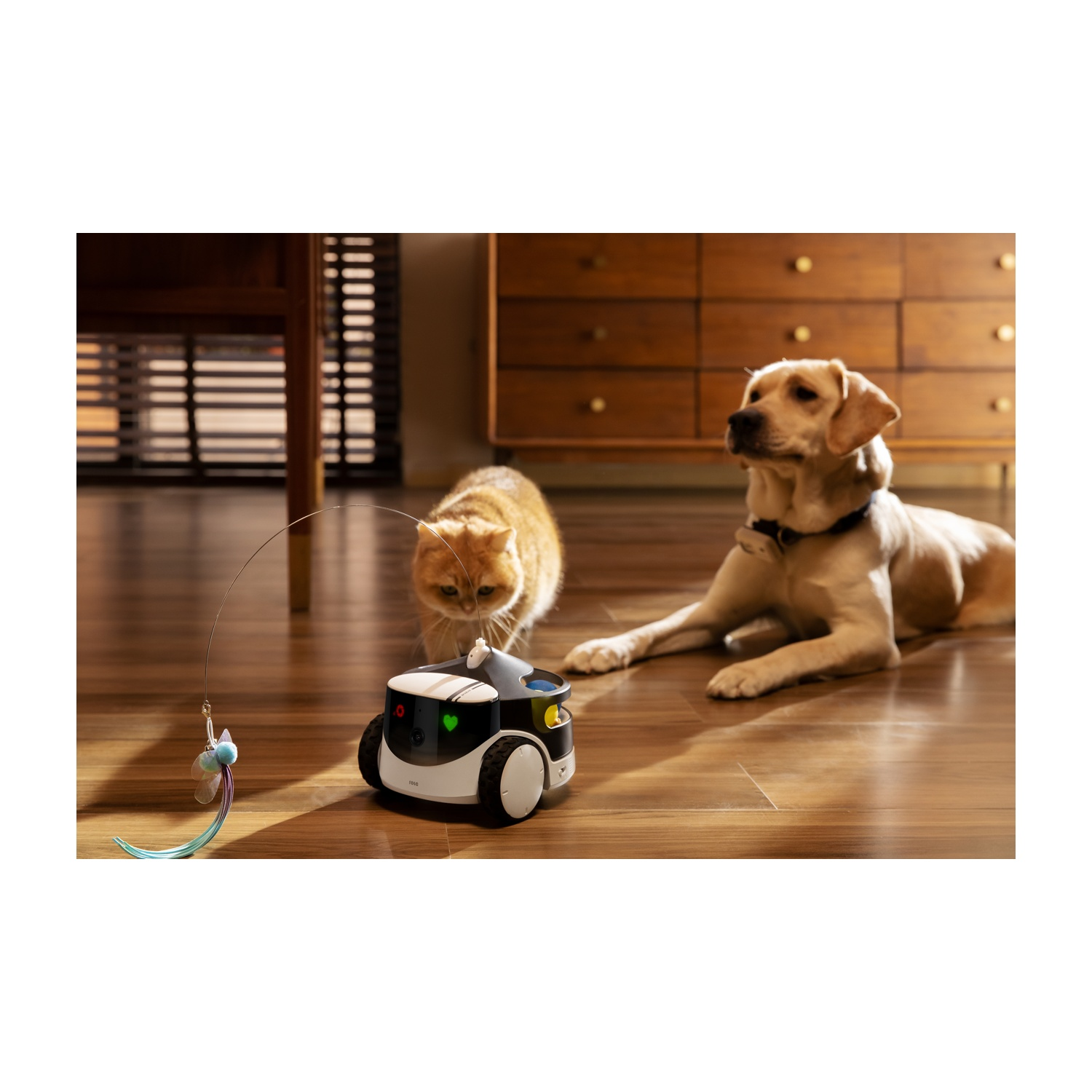Un gatto e un cane interagiscono con un giocattolo robot e un giocattolo a forma di libellula.
