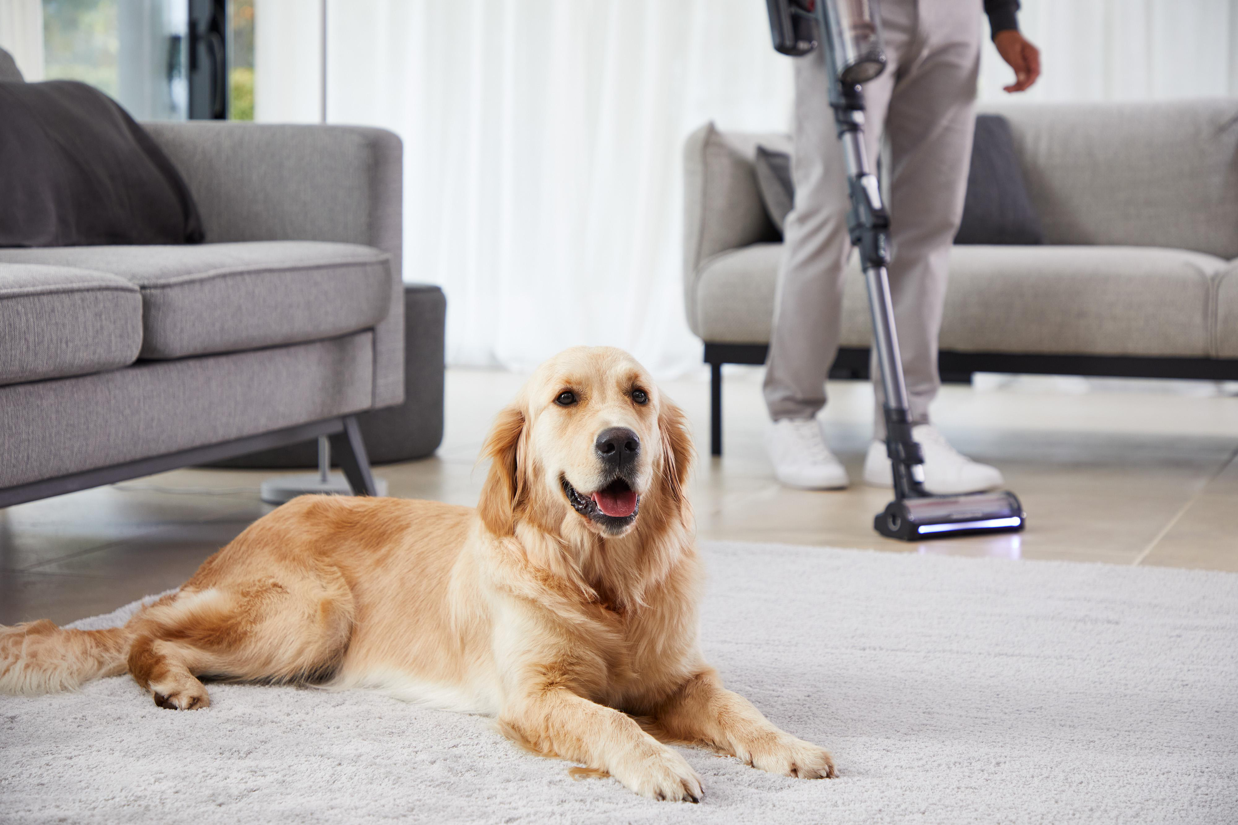 Golden Retriever-Hund liegt auf einem Teppich, eine Person benutzt im Hintergrund einen Staubsauger.