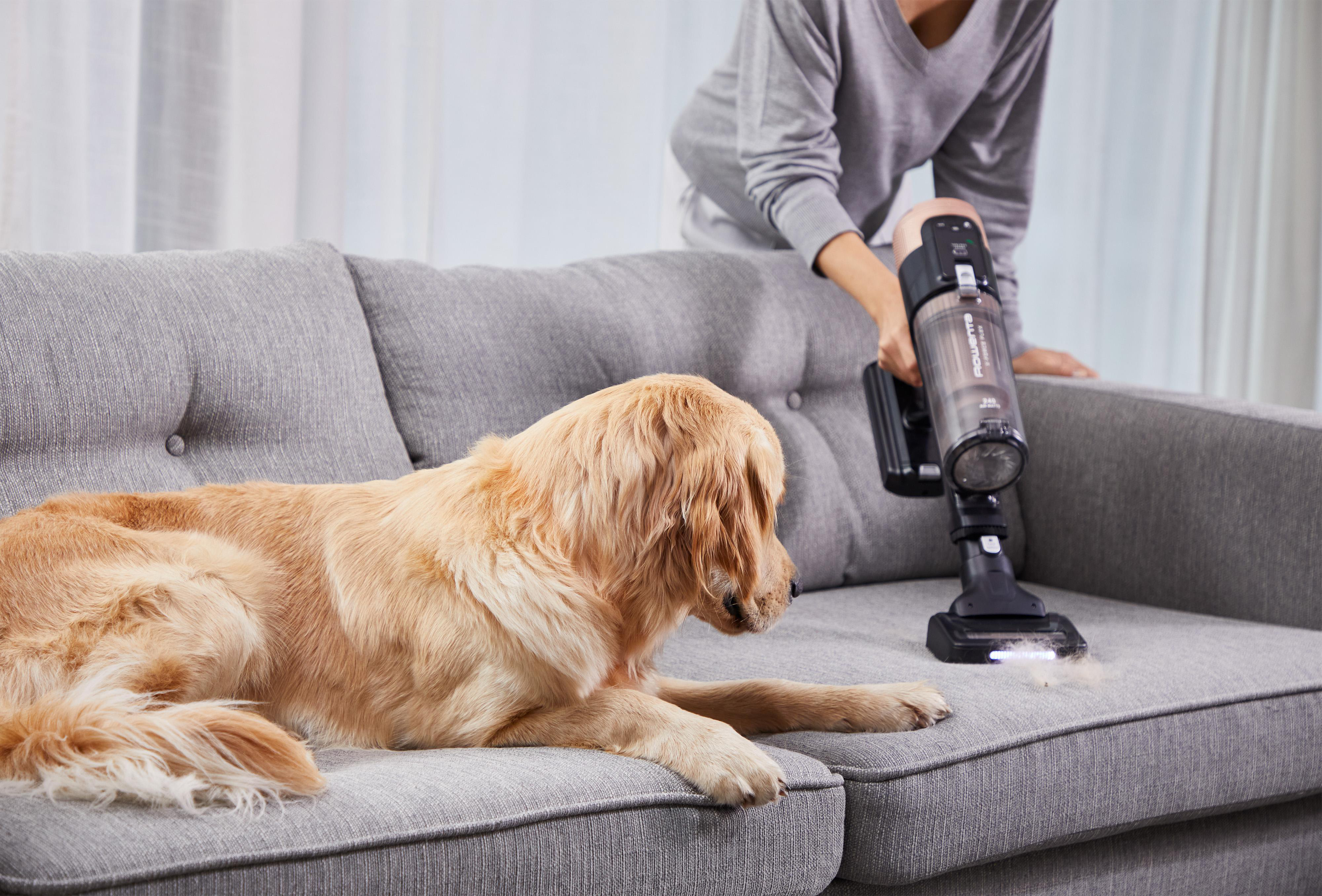 Ein Golden Retriever-Hund auf einem Sofa, eine Person saugt im Hintergrund das Sofa ab.