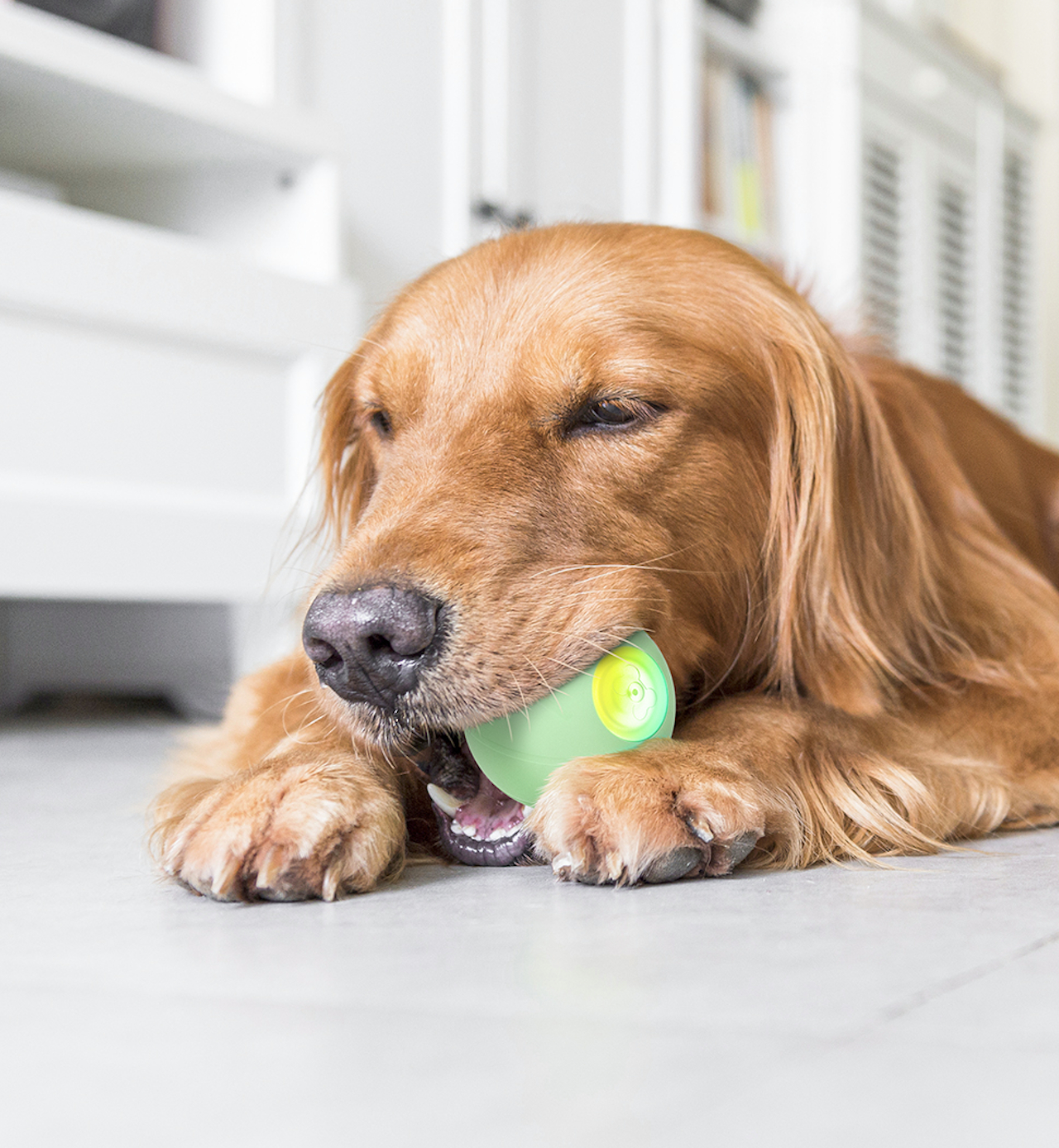 Ein Golden Retriever hält ein grünes Spielzeug im Maul.
