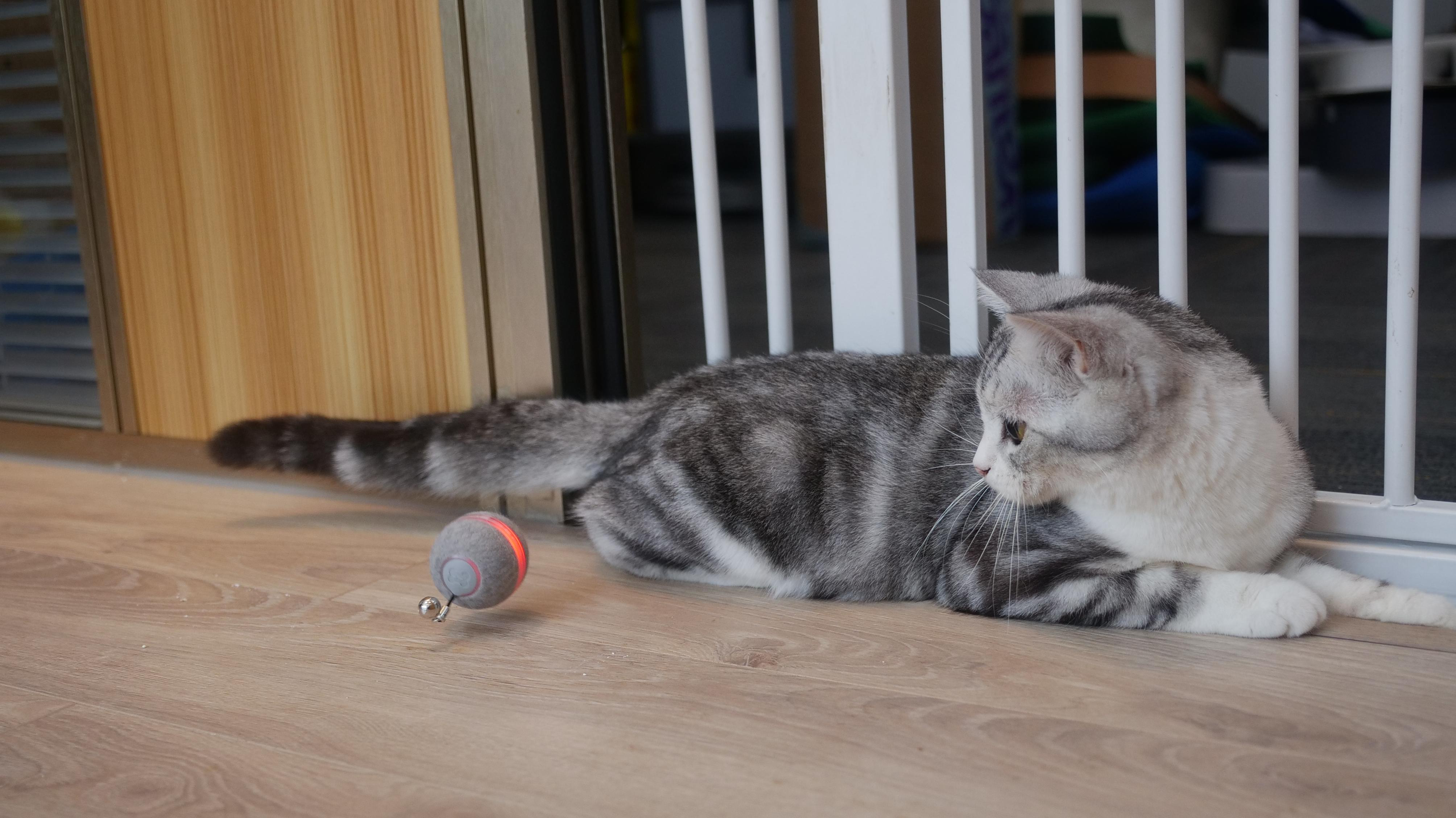 Katze beobachtet einen grauen Ball, der über den Boden rollt.
