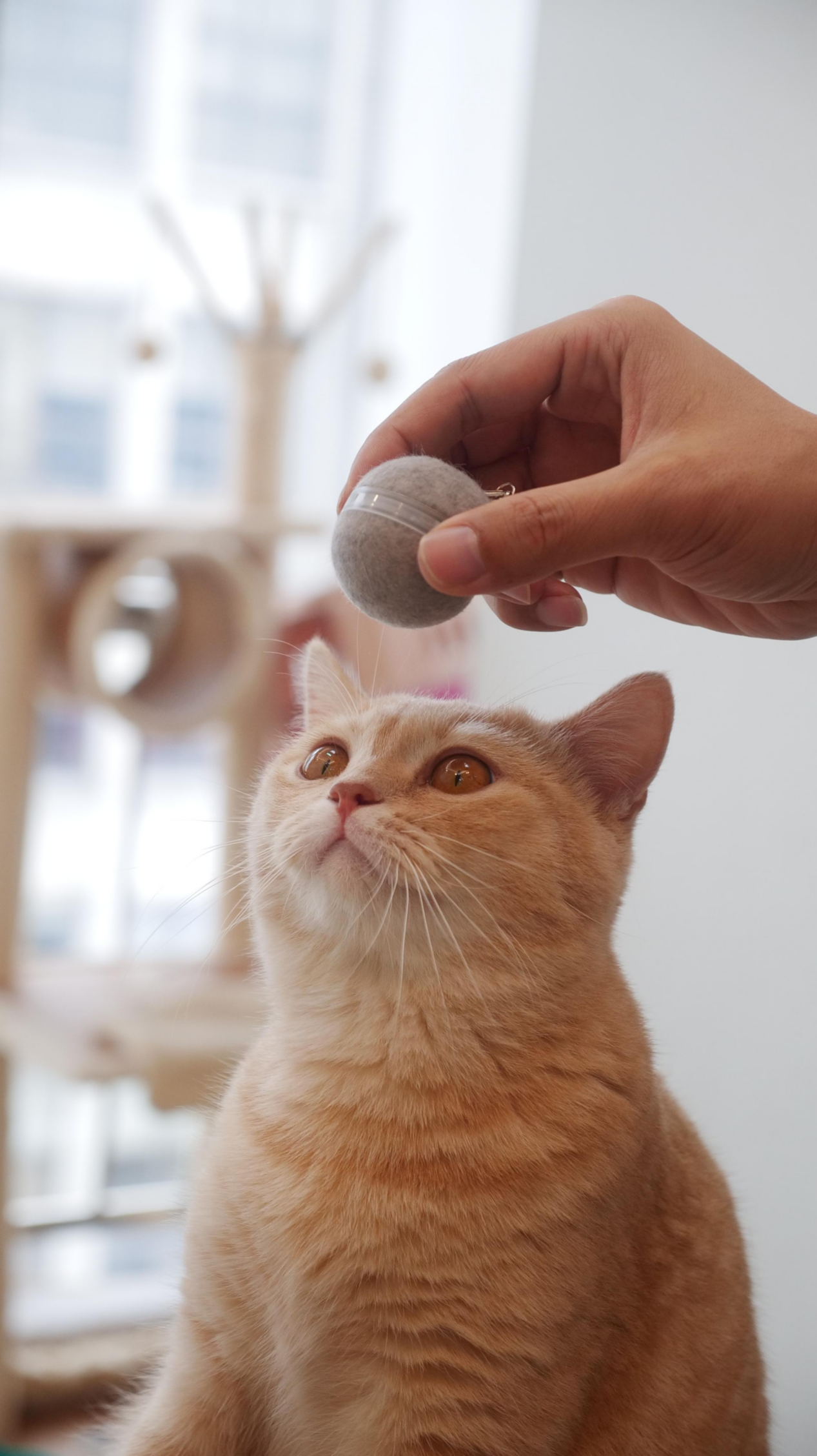 Die Hand einer Person hält ein graues Katzenspielzeug über einer orangefarbenen Katze, die nach oben schaut. Der Hintergrund ist verschwommen weiß und hellbraun.