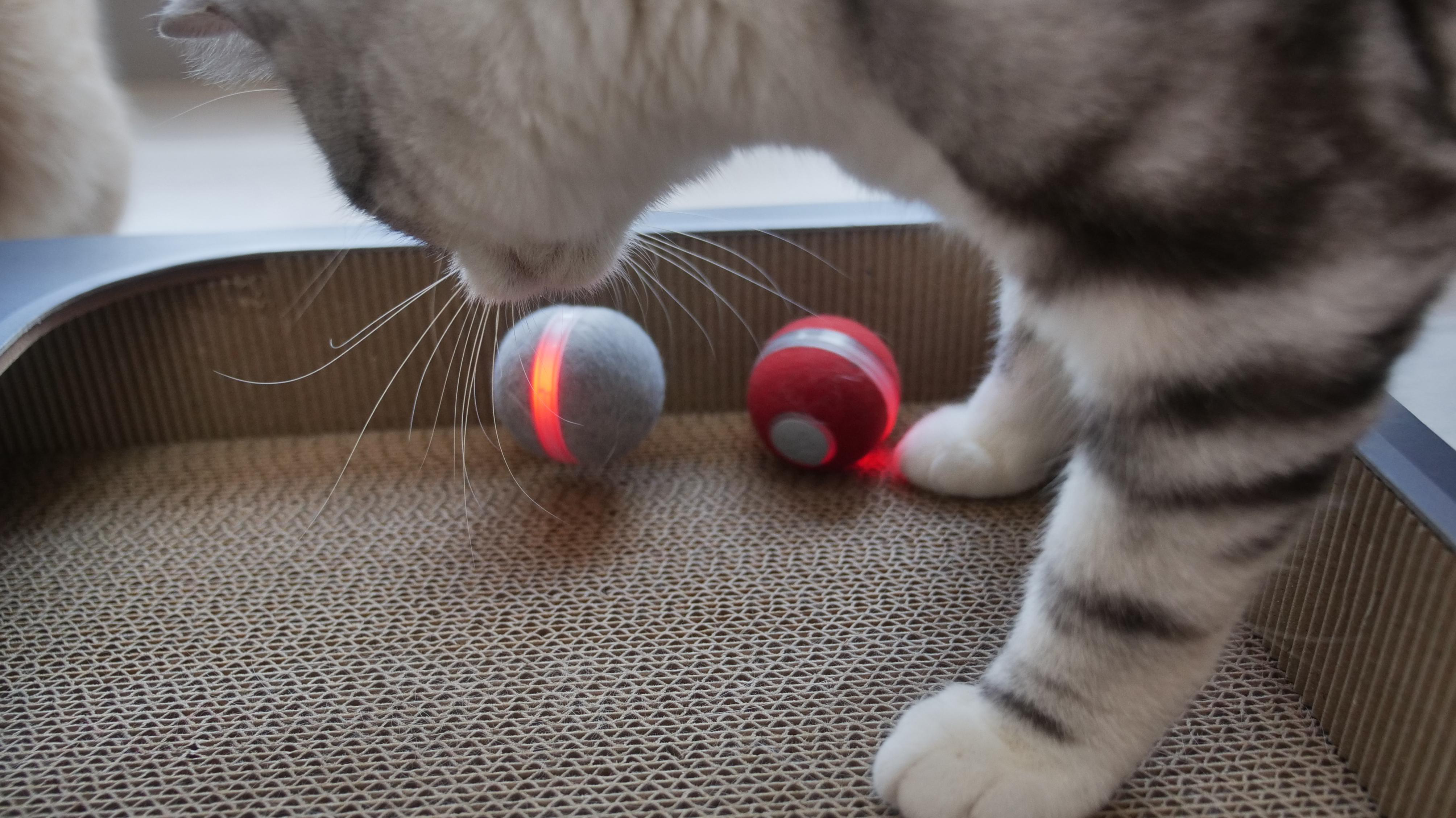 Eine Katze schnuppert an zwei Spielzeugbällen, einer rot und einer grau mit rotem Licht. Pappoberfläche im Vordergrund.