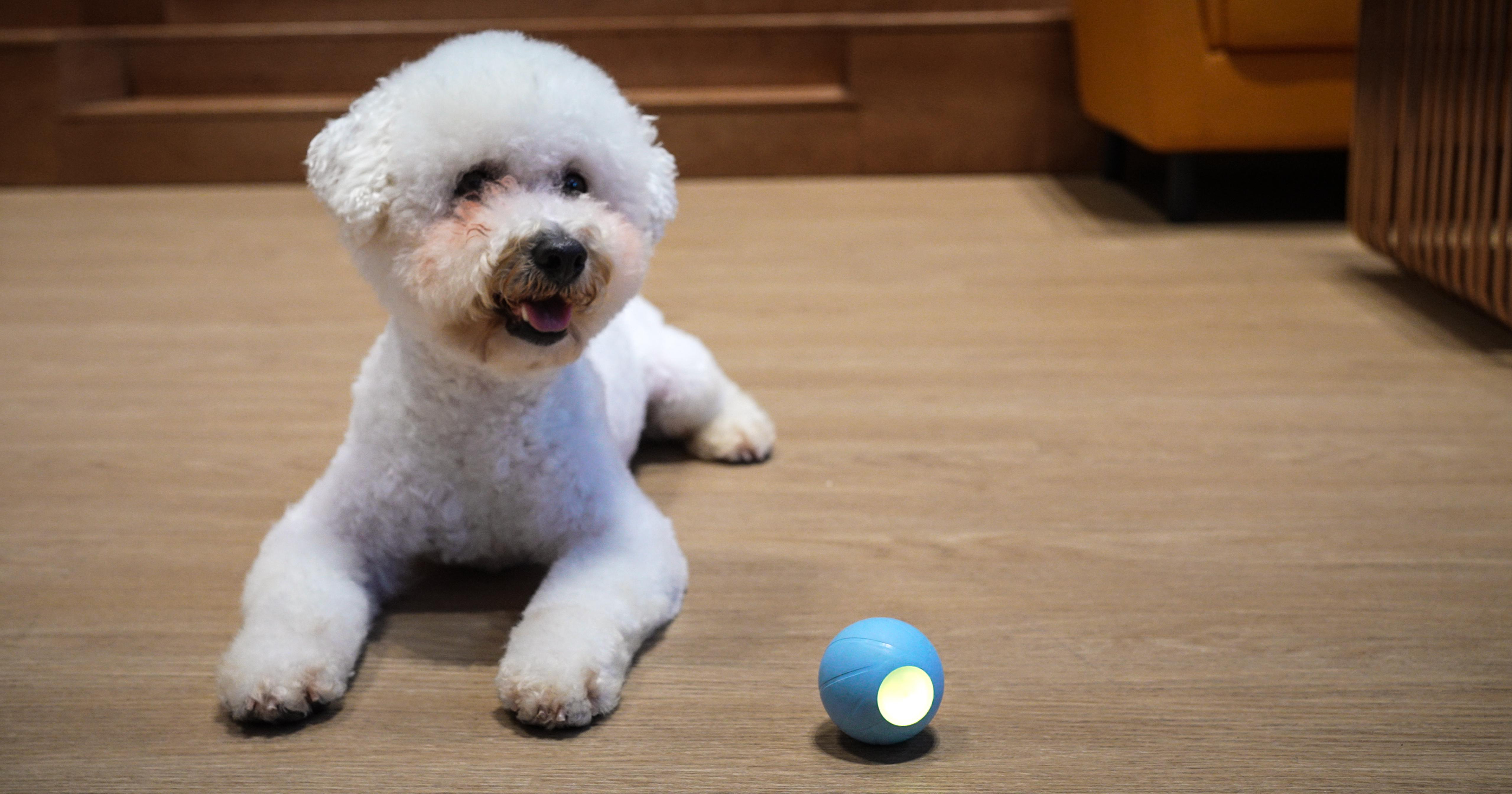 Ein weißer Hund liegt auf einem Holzboden neben einem hellblauen Ball mit grünem Licht.