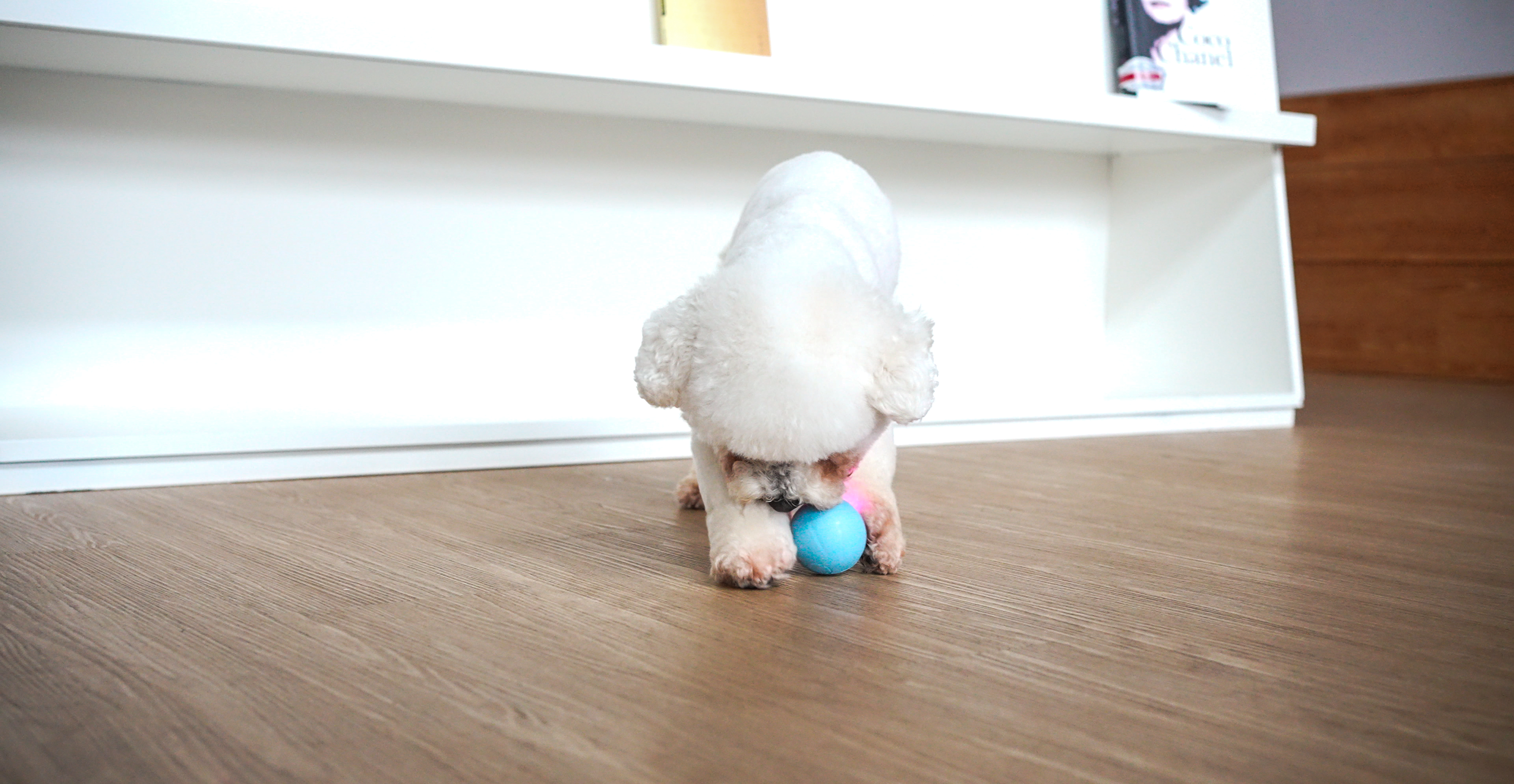 Ein weißer Hund spielt mit einem hellblauen Ball auf einem Holzboden. Der Ball hat grünes Licht.