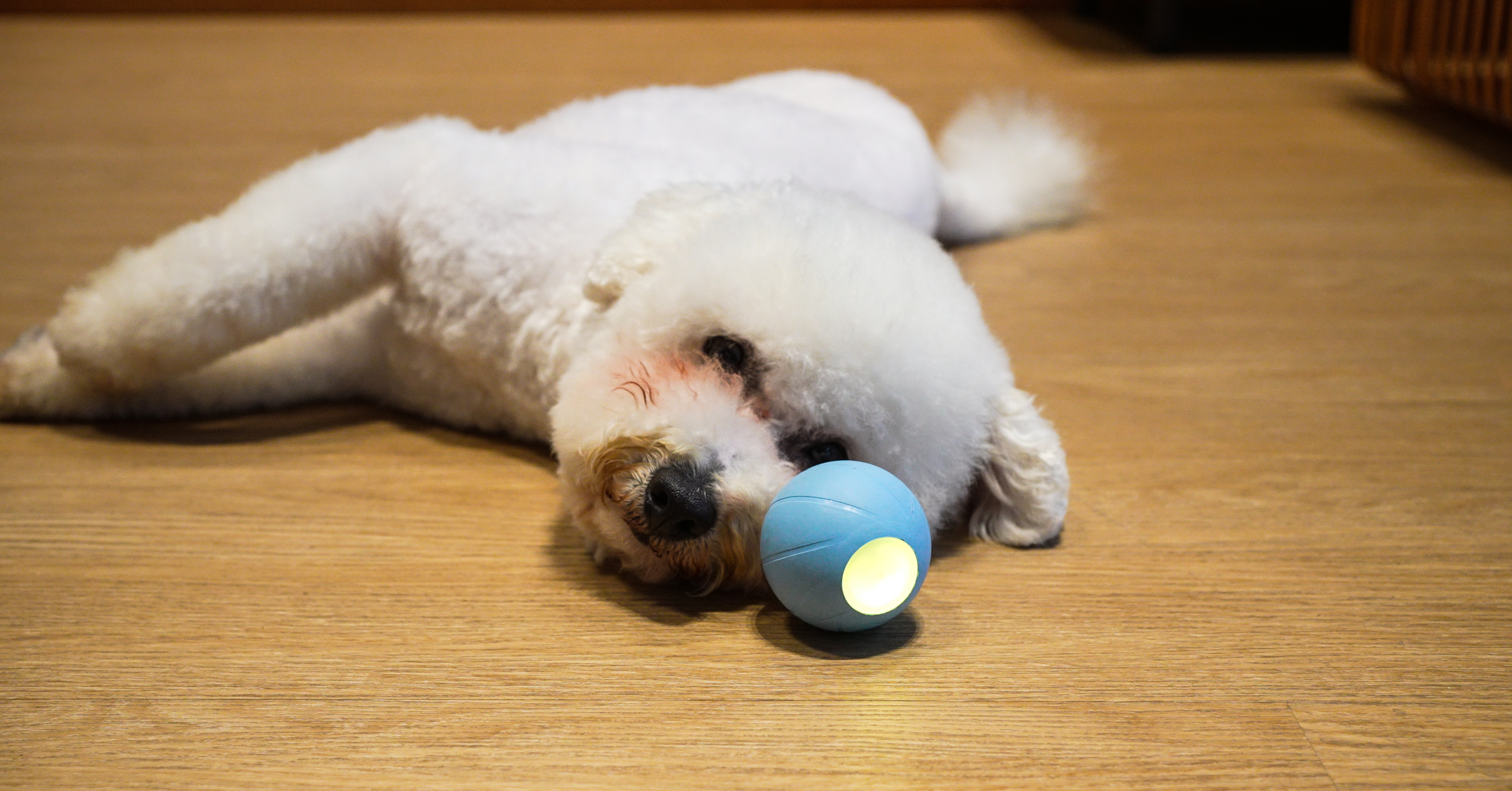 Ein weißer Hund liegt auf dem Boden, neben ihm ein hellblauer Ball mit leuchtendem Licht.