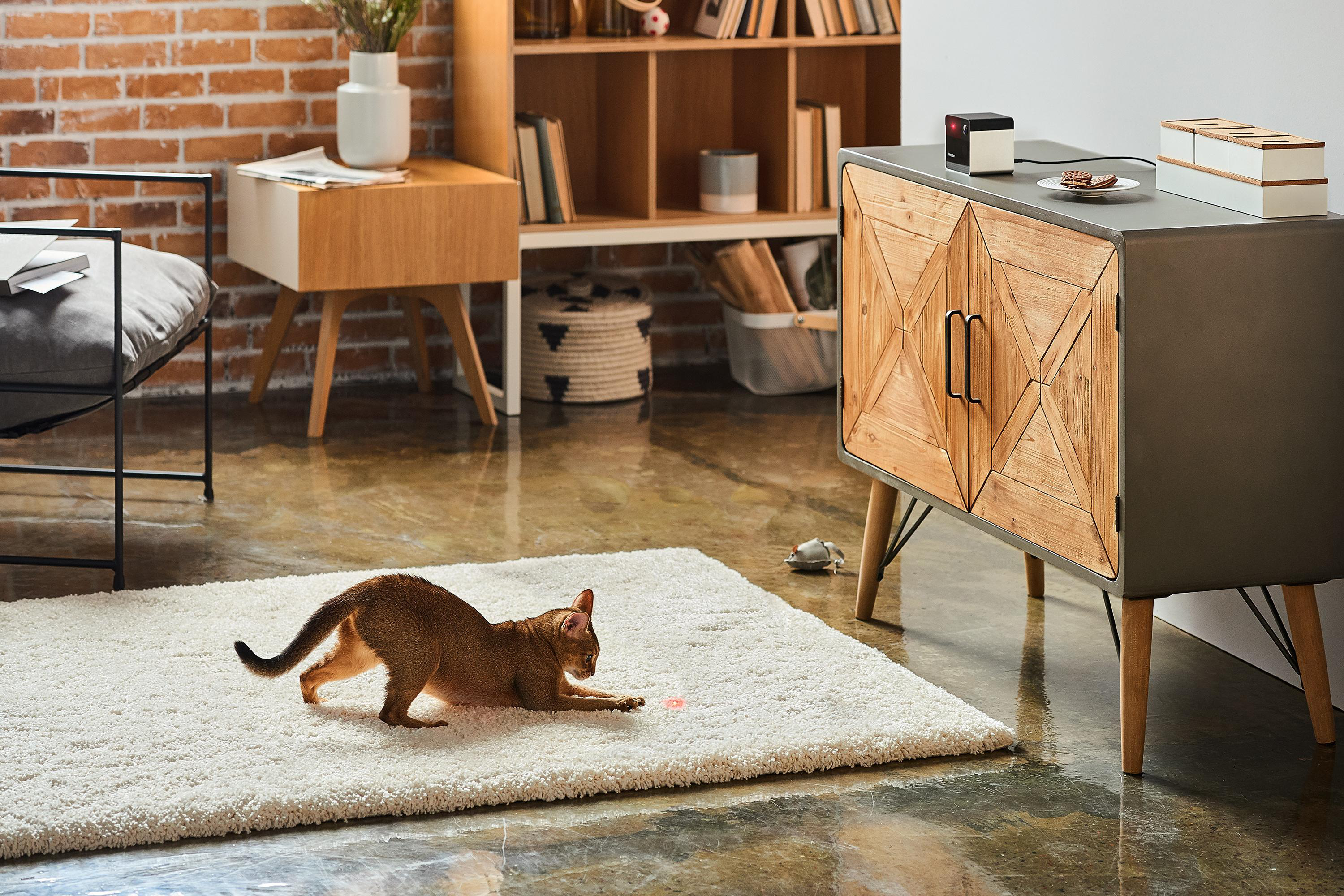 Eine Katze spielt mit einem Laserpointer auf einem Teppich. Ein Gerät steht daneben.