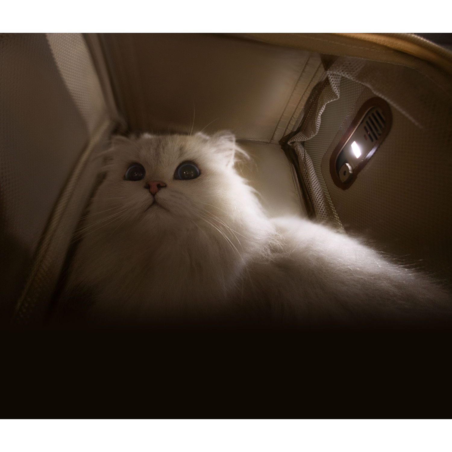 Fluffy white cat inside carrier. Cat looks up, illuminated by a small light. Dark background.