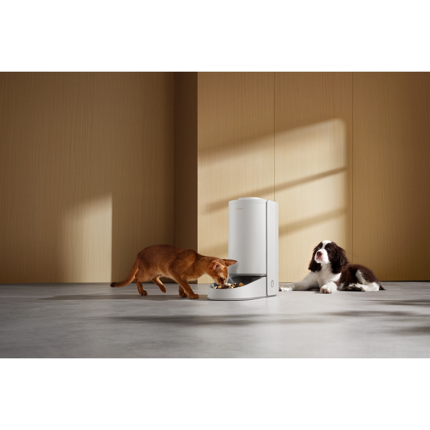 Kat eet uit een witte voerbak. Een hond ligt ernaast. Achtergrond van houten panelen.