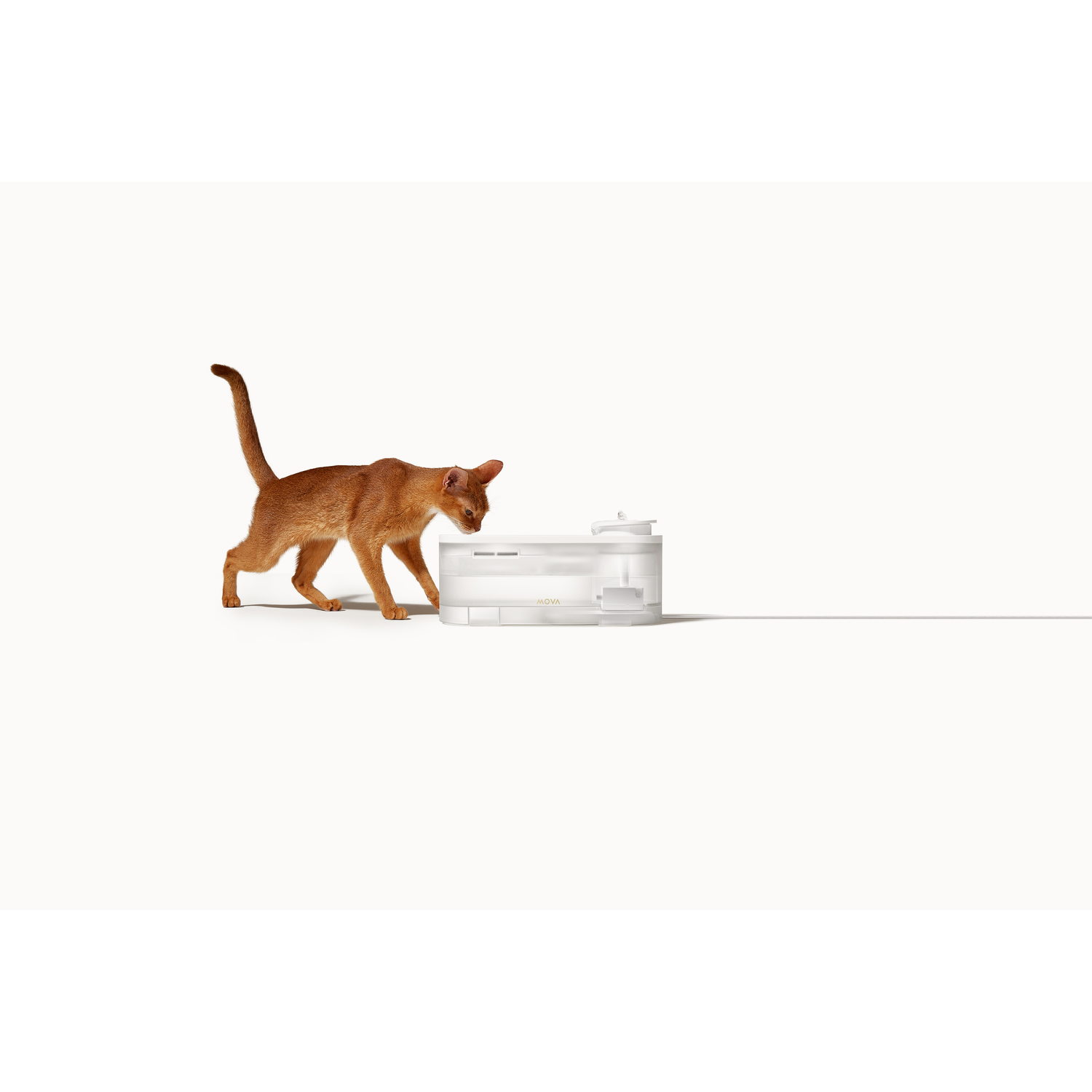 Oranje kat bij een witte voederbak. De kat kijkt naar beneden. Witte achtergrond.