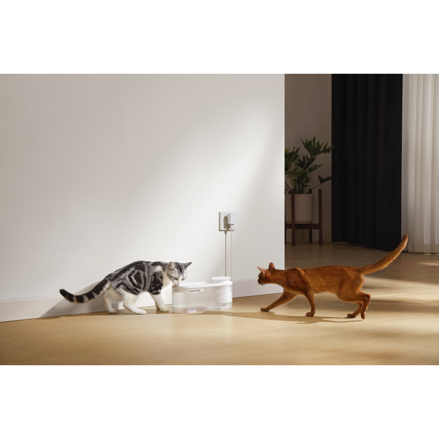 Twee katten bij een witte voederbak. Eén drinkt. Een oranje kat nadert. Witte muurachtergrond.