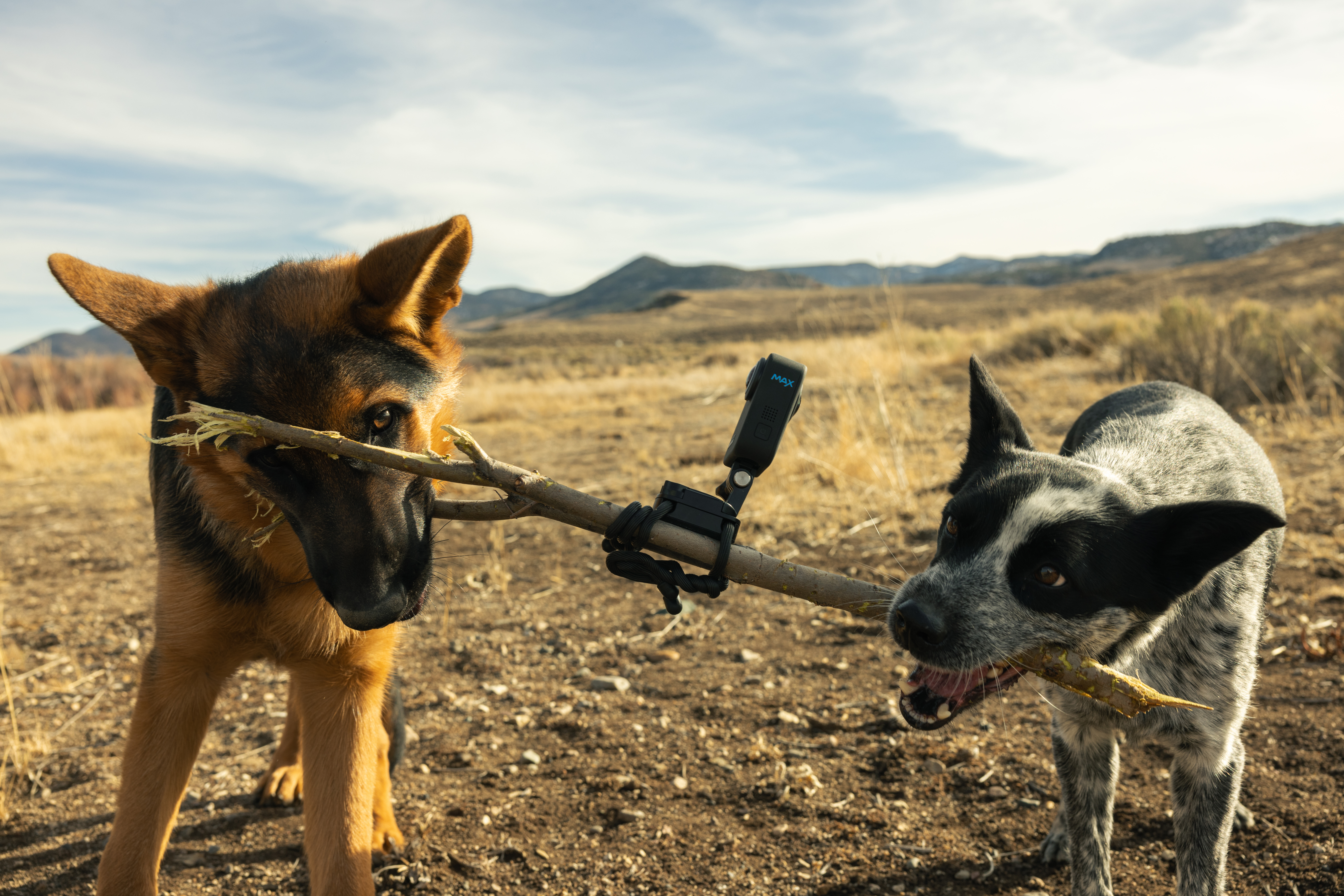 Zwei Hunde mit einem Stock, Feld im Hintergrund. Einer ist ein Deutscher Schäferhund, der andere ein Blue Heeler.